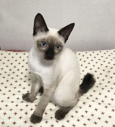 タムくん