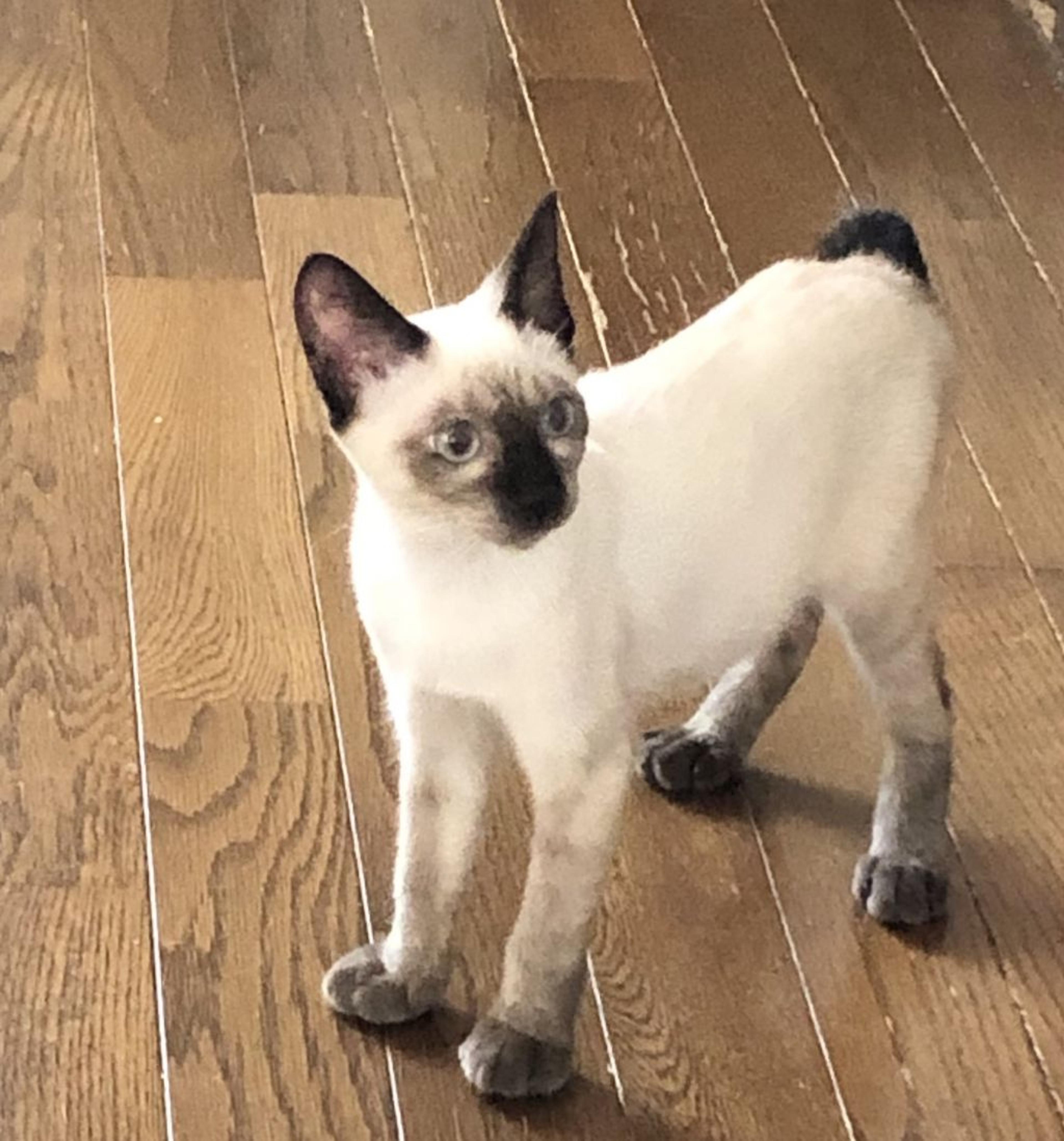 pet-image-3