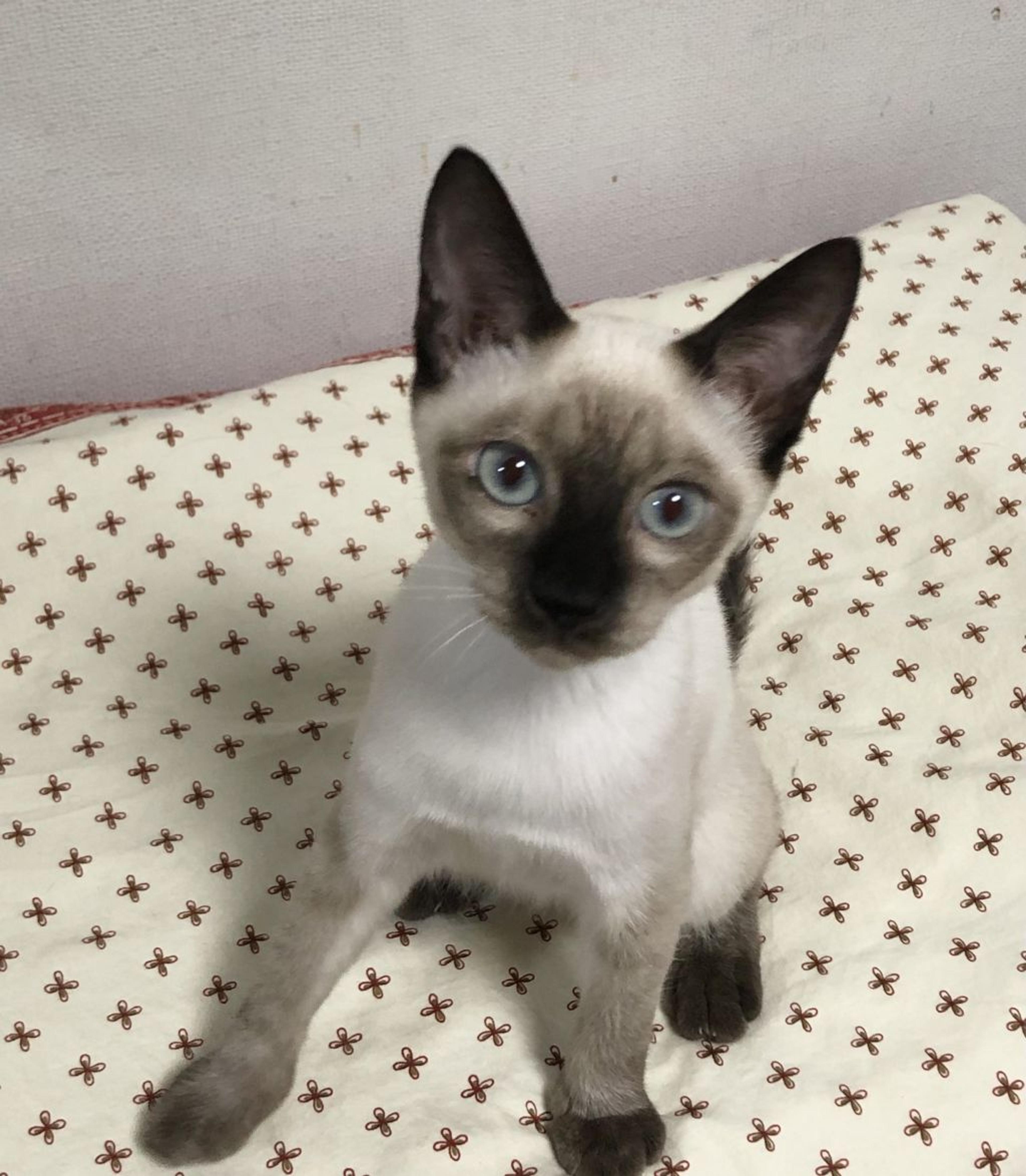 pet-image-4