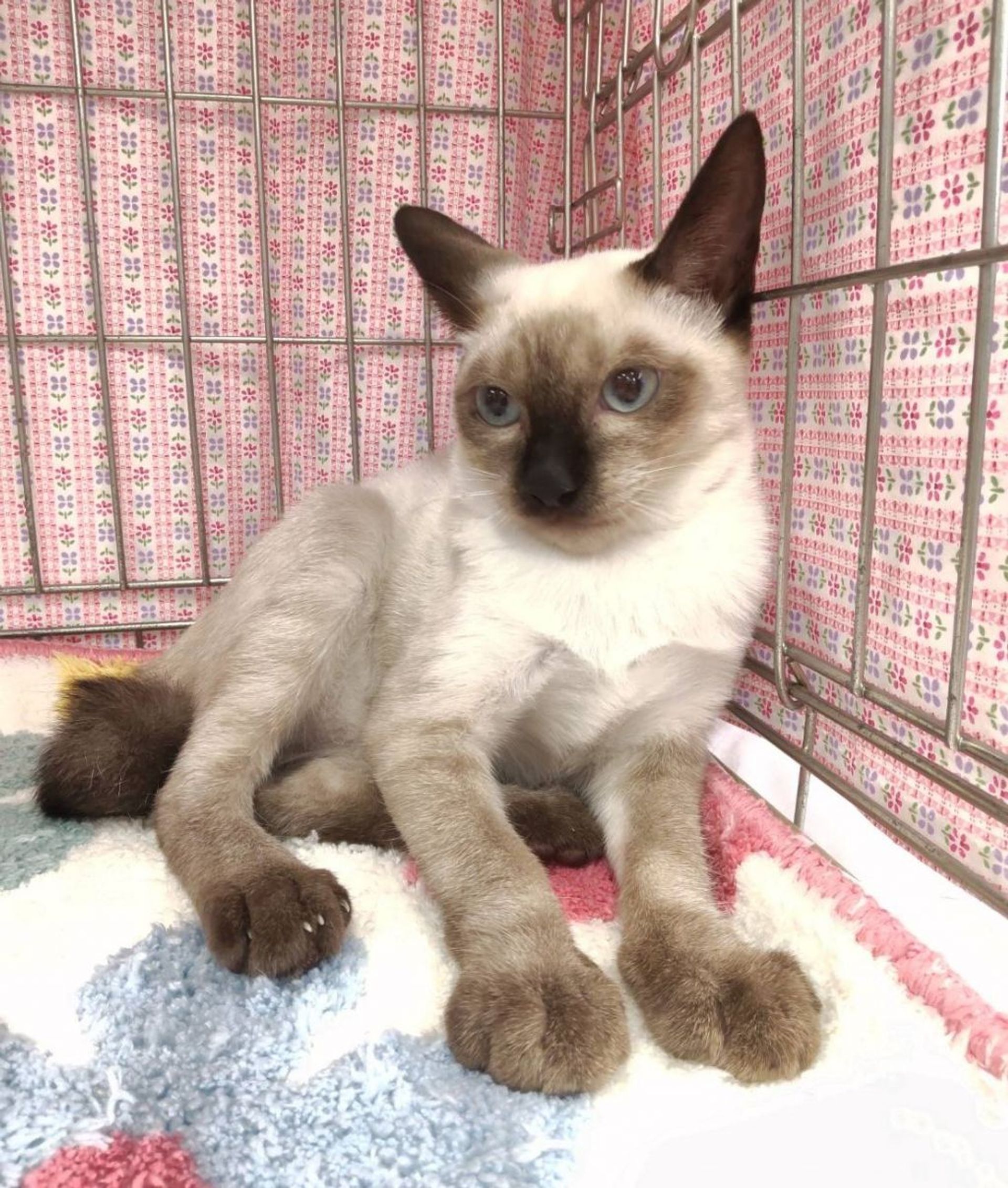 雑種（ミックス猫）・オスの里親募集の写真
