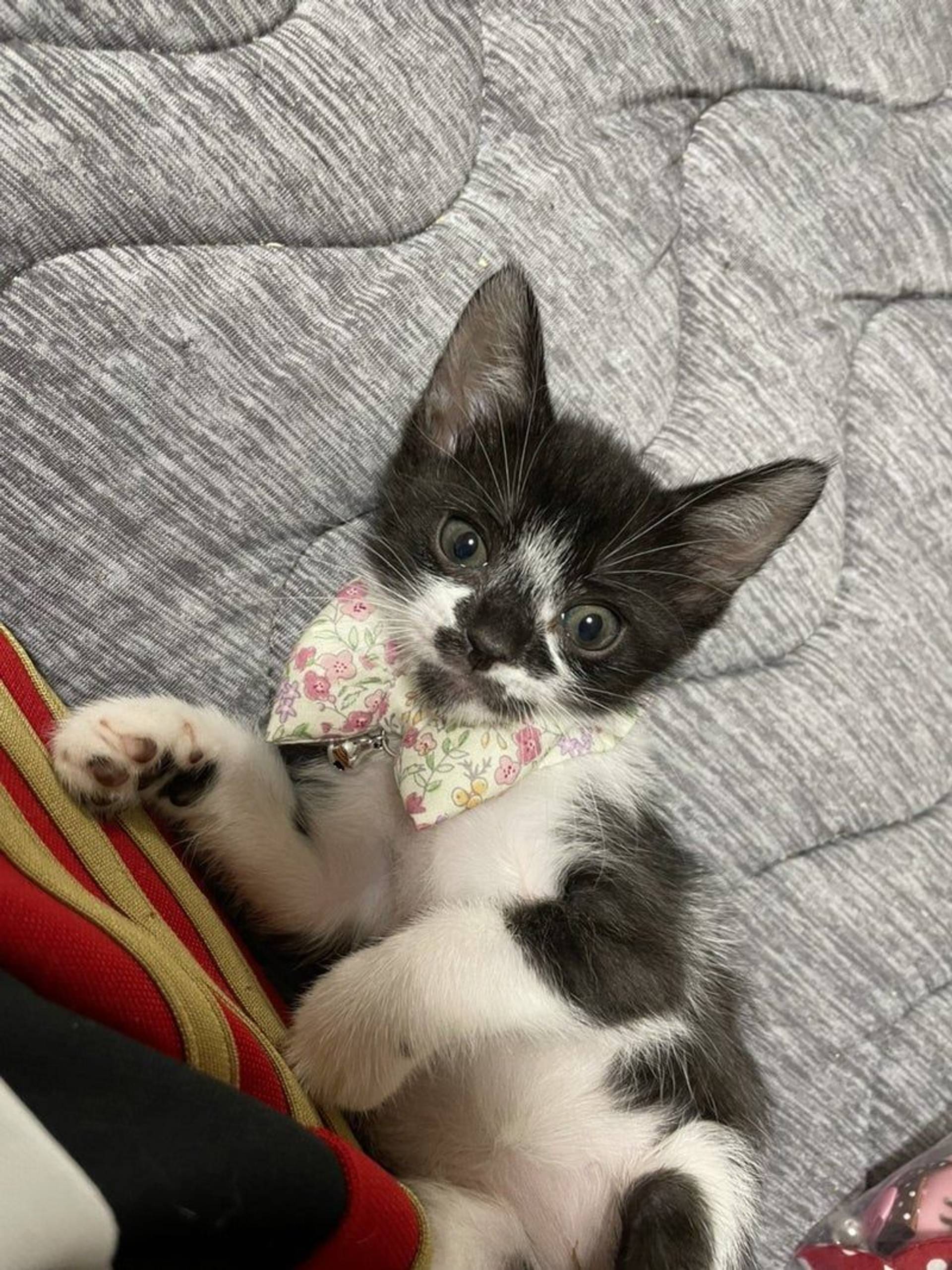雑種（ミックス猫）・メスの里親募集の写真