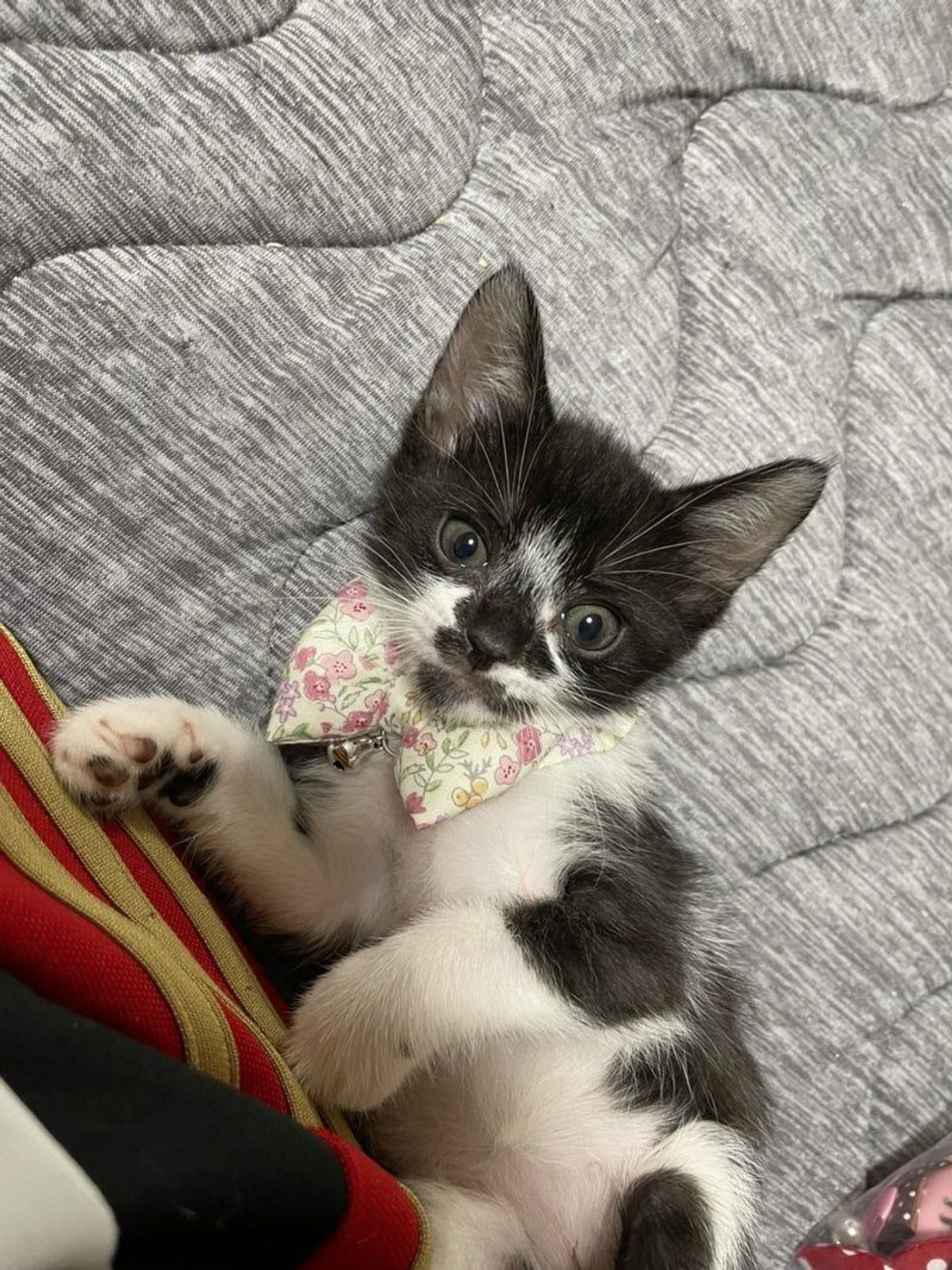 雑種（ミックス猫）・メスの里親募集の写真