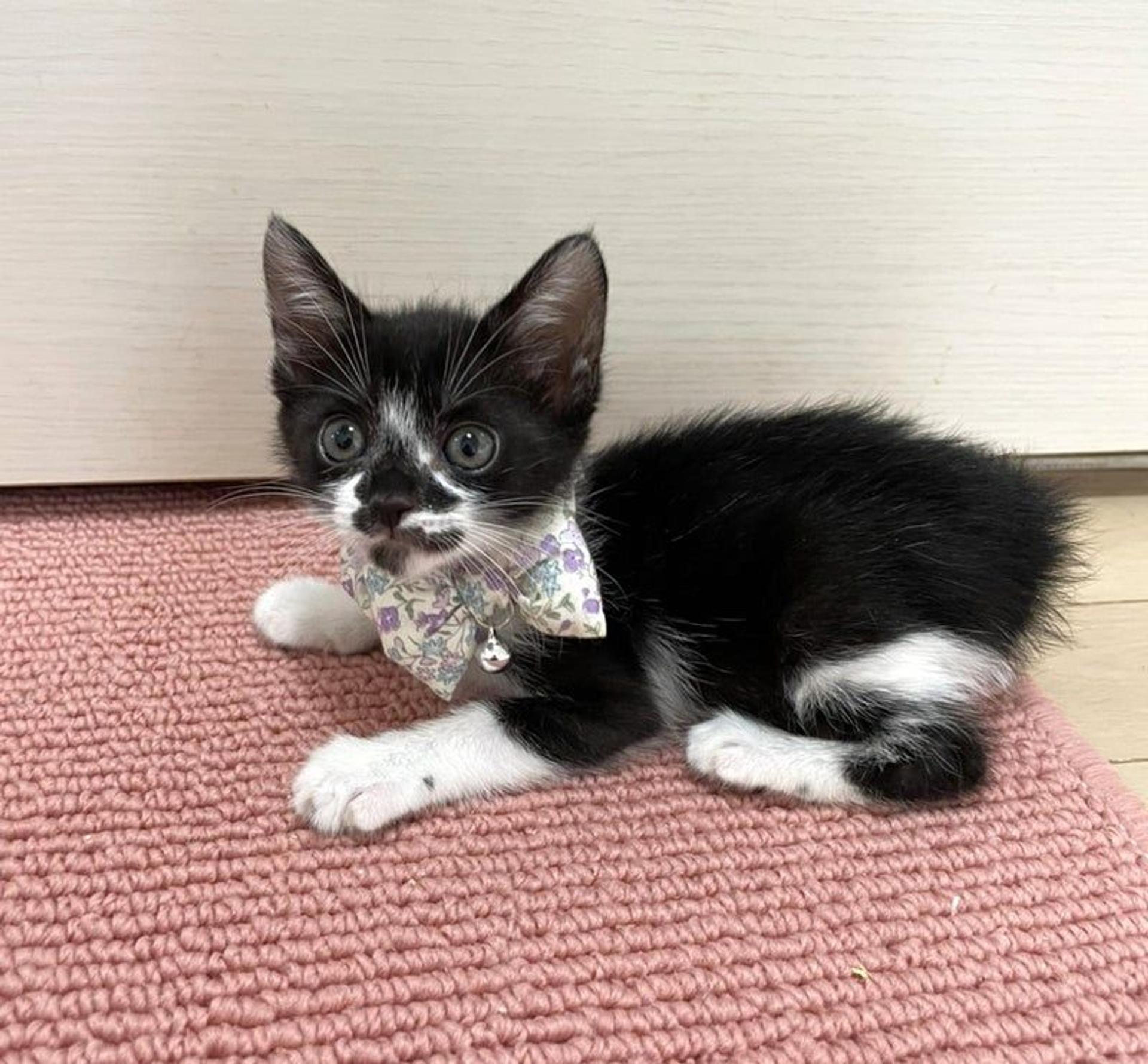 pet-image-2
