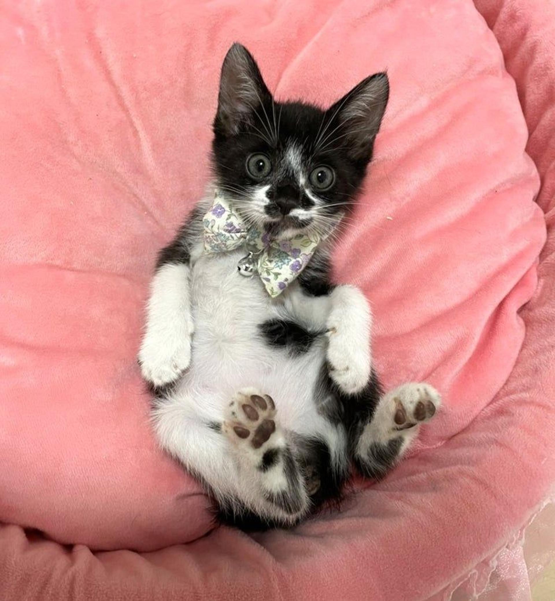 pet-image-3