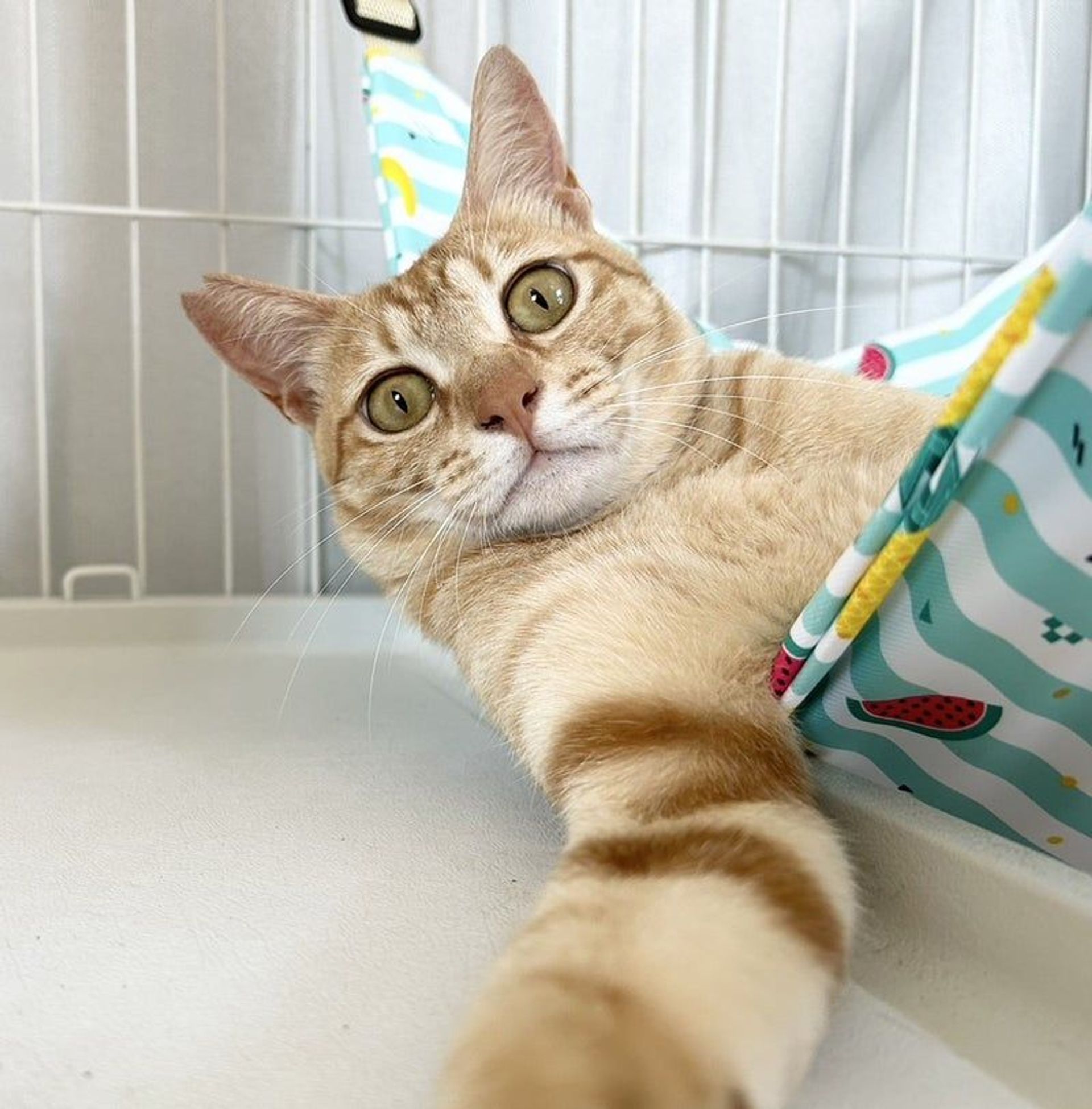 雑種（ミックス猫）・オスの里親募集の写真