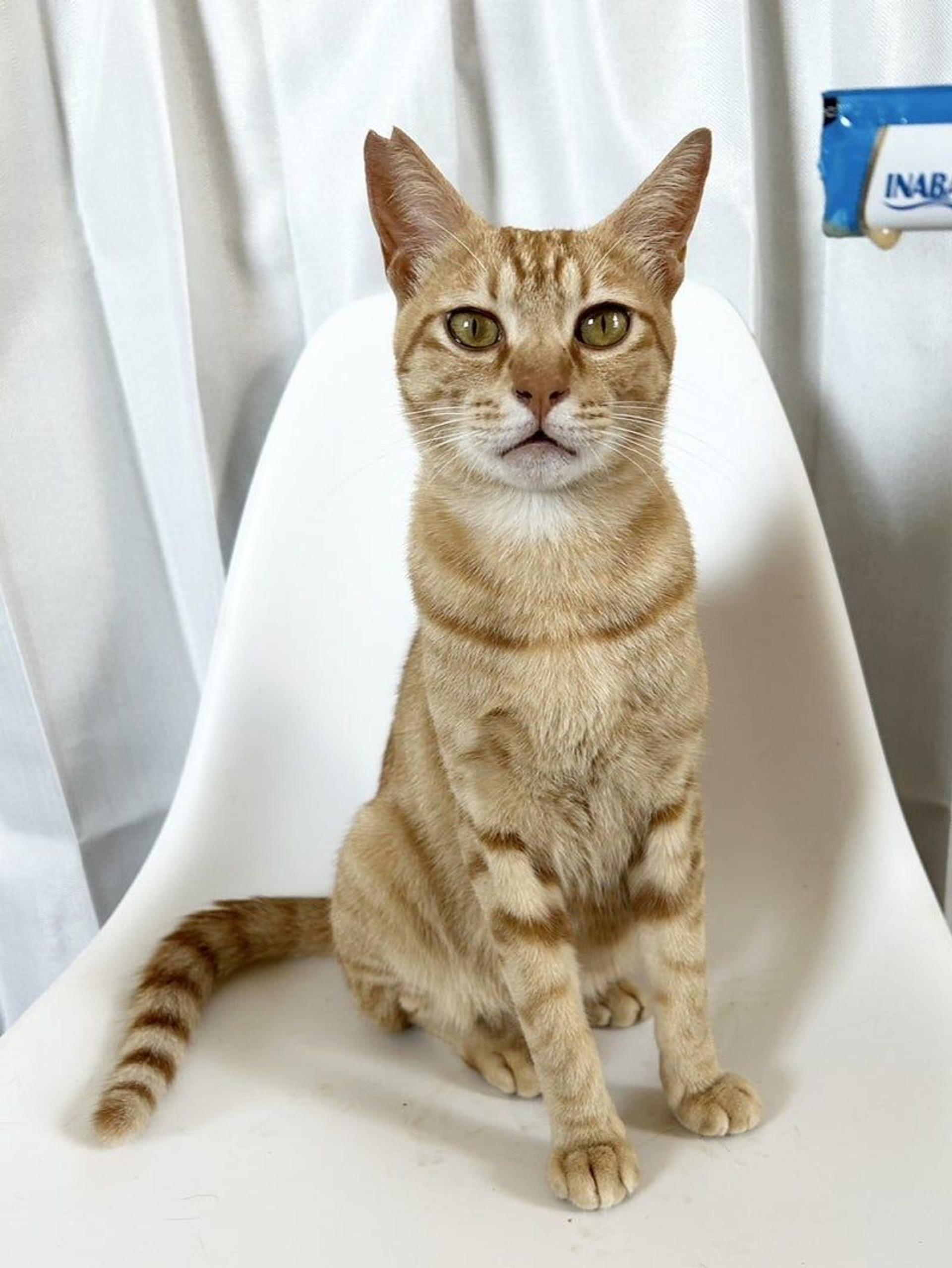 pet-image-3