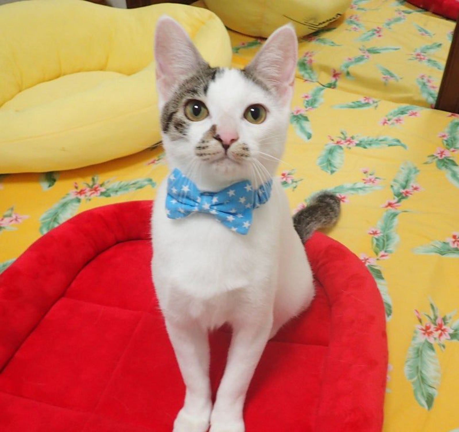 雑種（ミックス猫）・オスの里親募集の写真