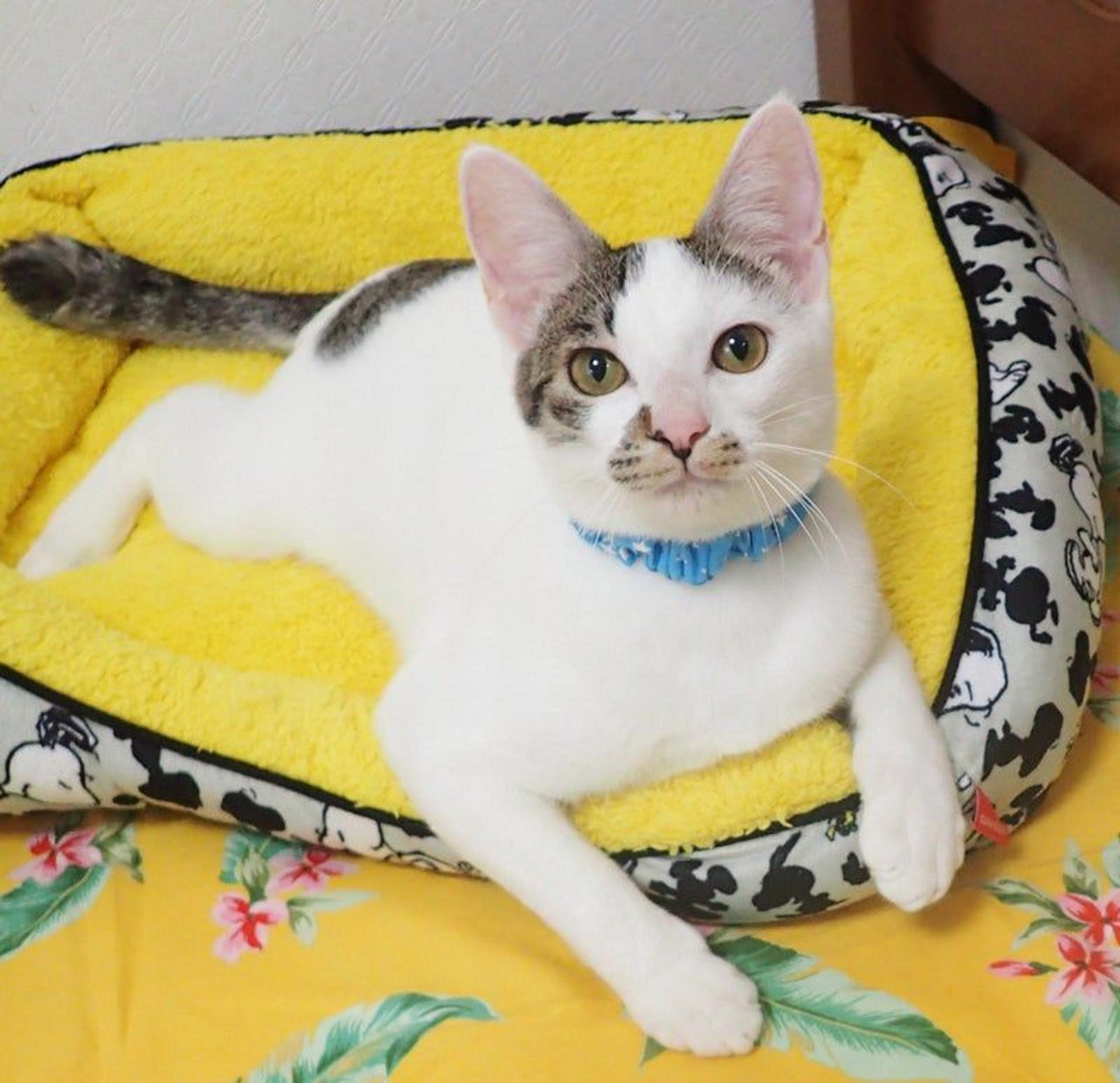 pet-image-2
