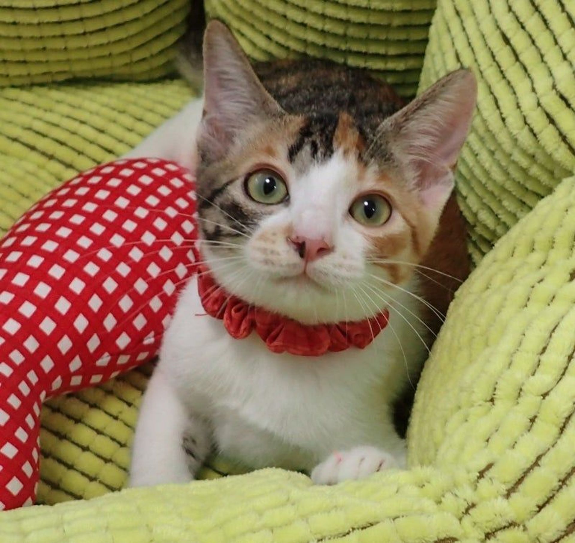 日本猫・メスの里親募集の写真