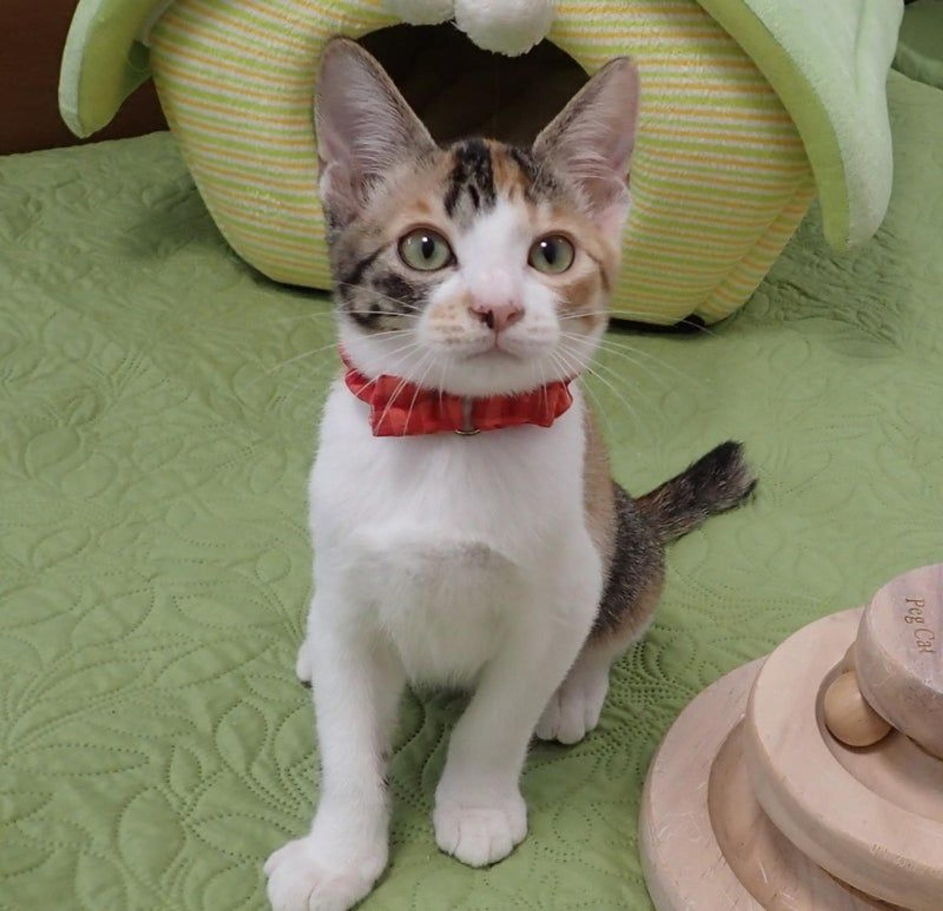 pet-image-2