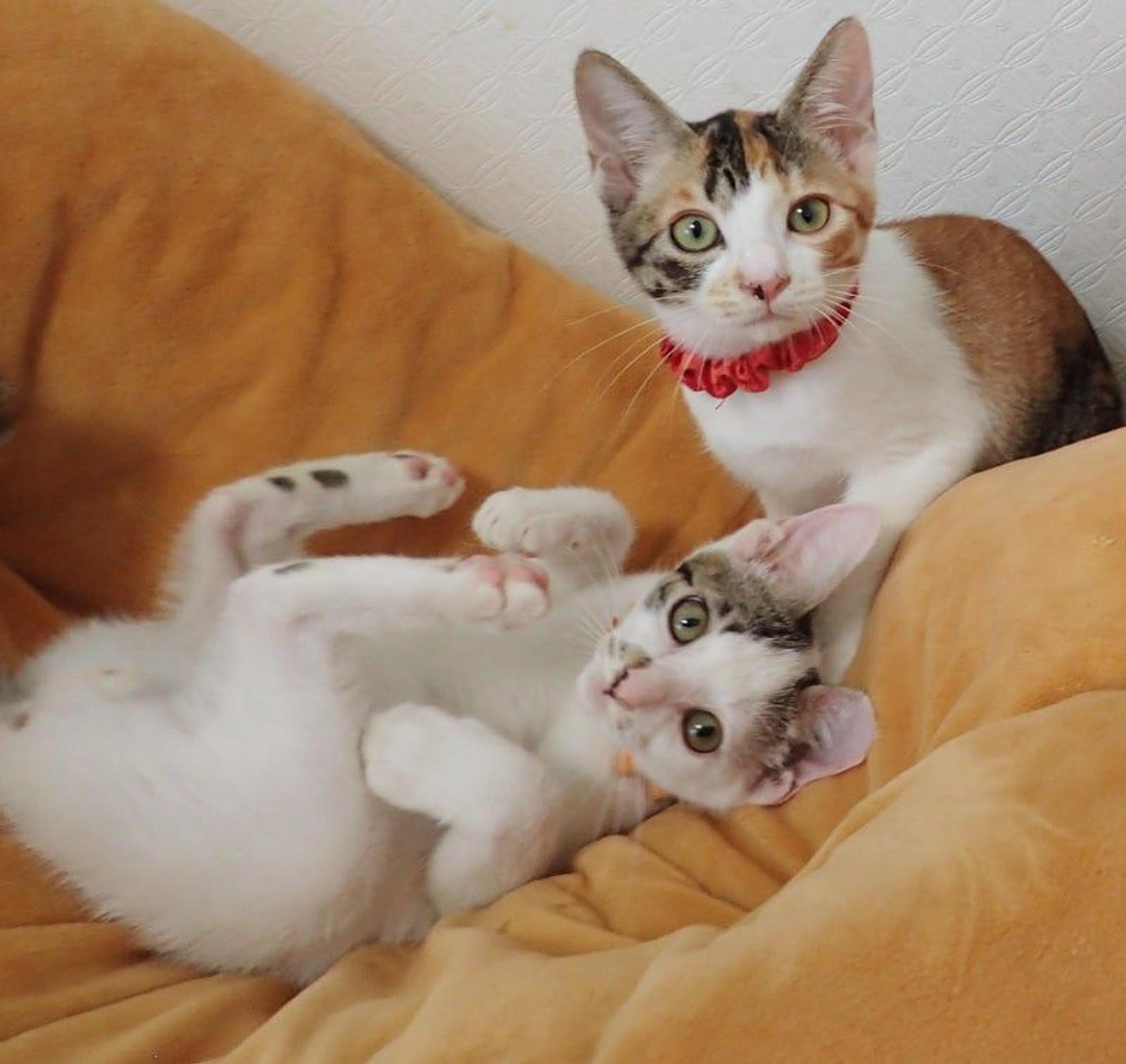 pet-image-4