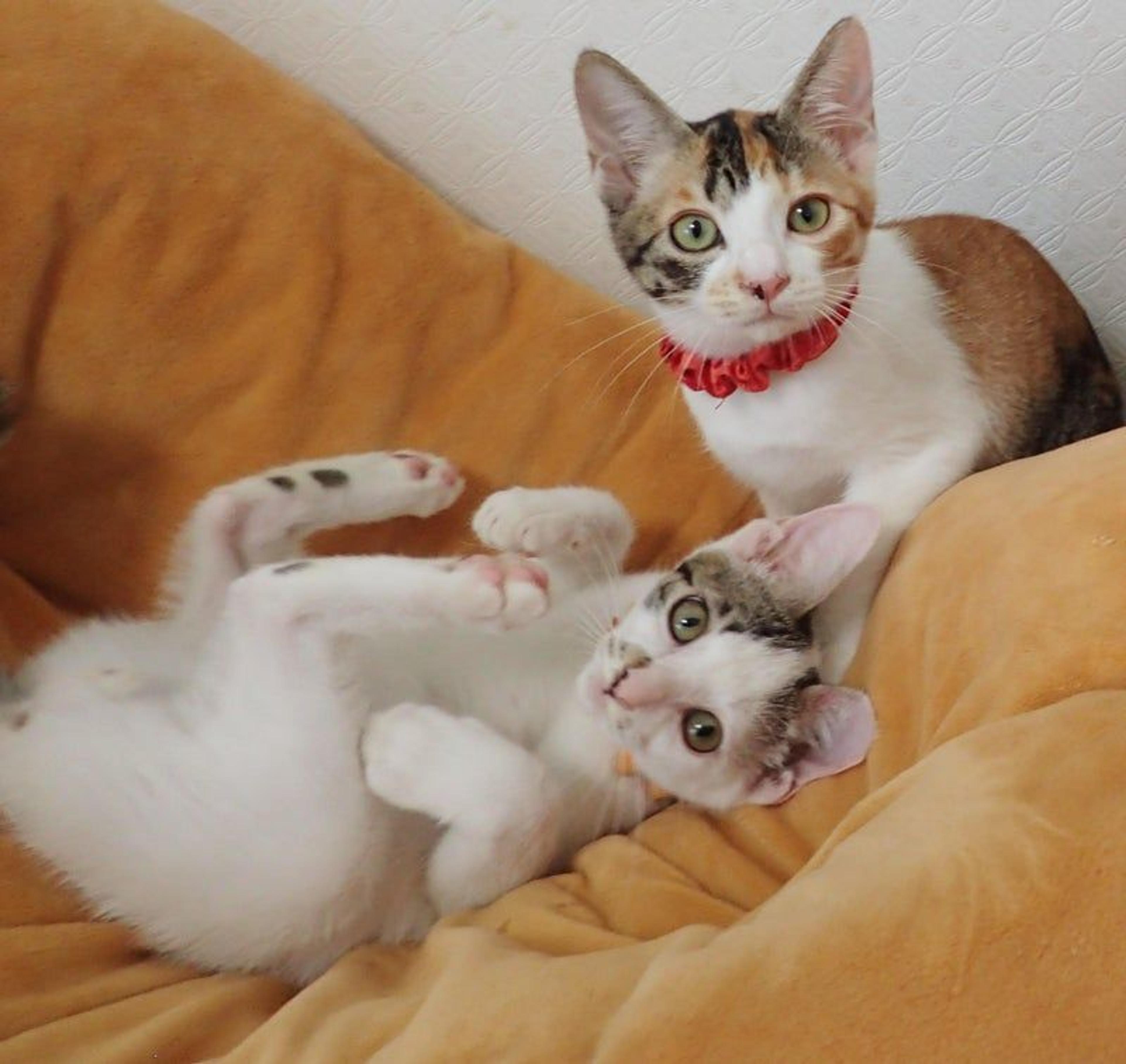 pet-image-4
