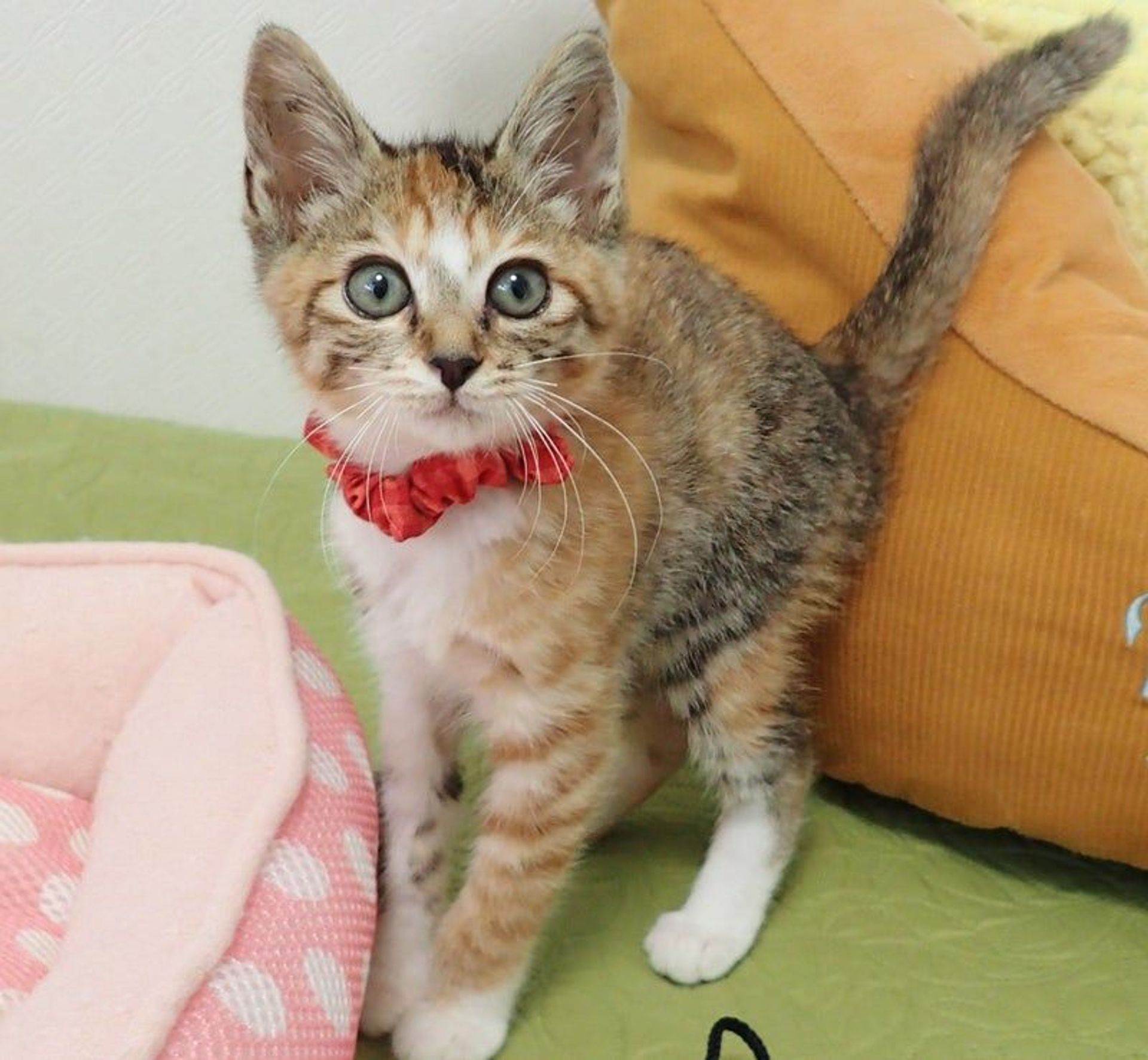 日本猫・メスの里親募集の写真