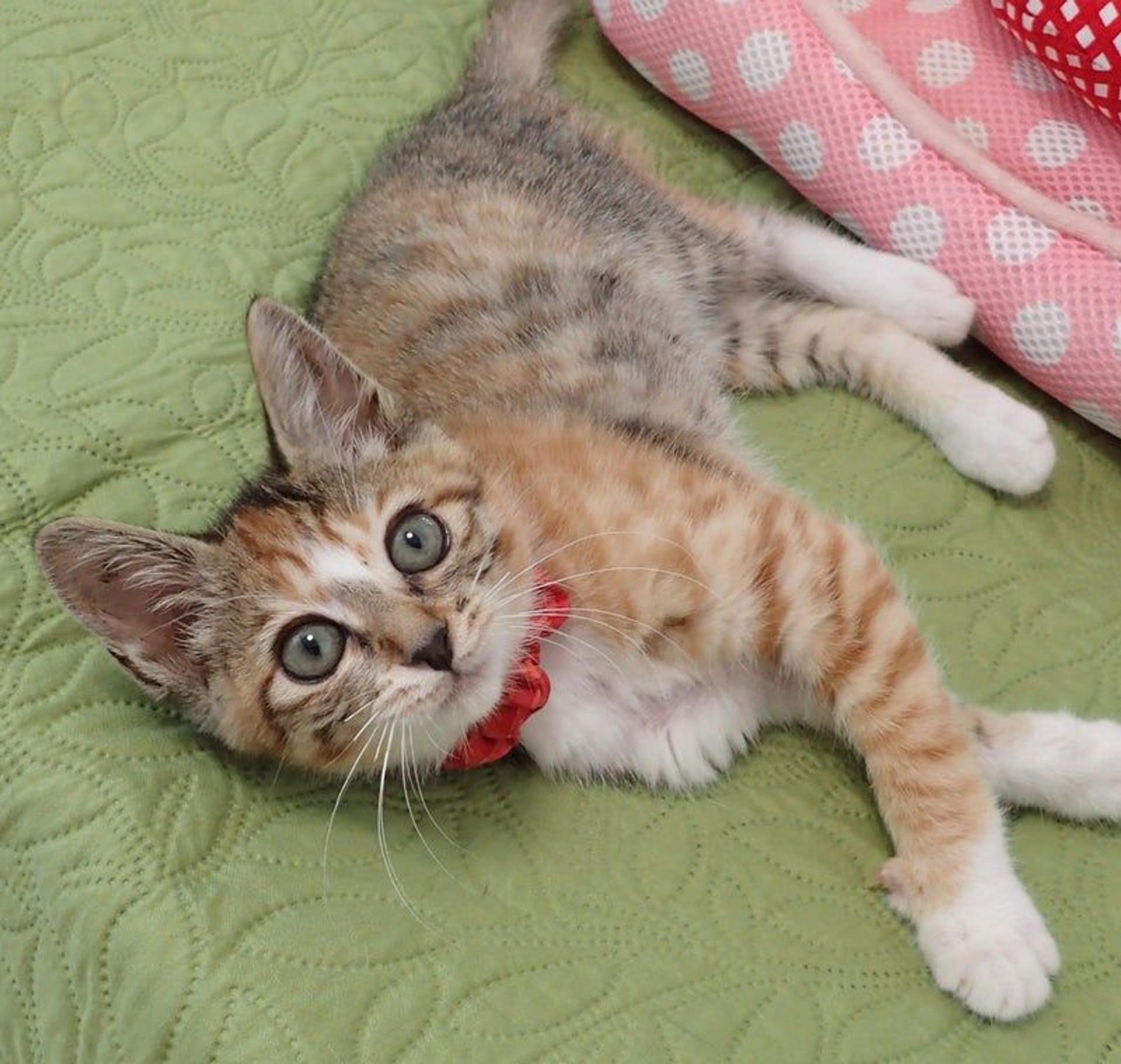 pet-image-3