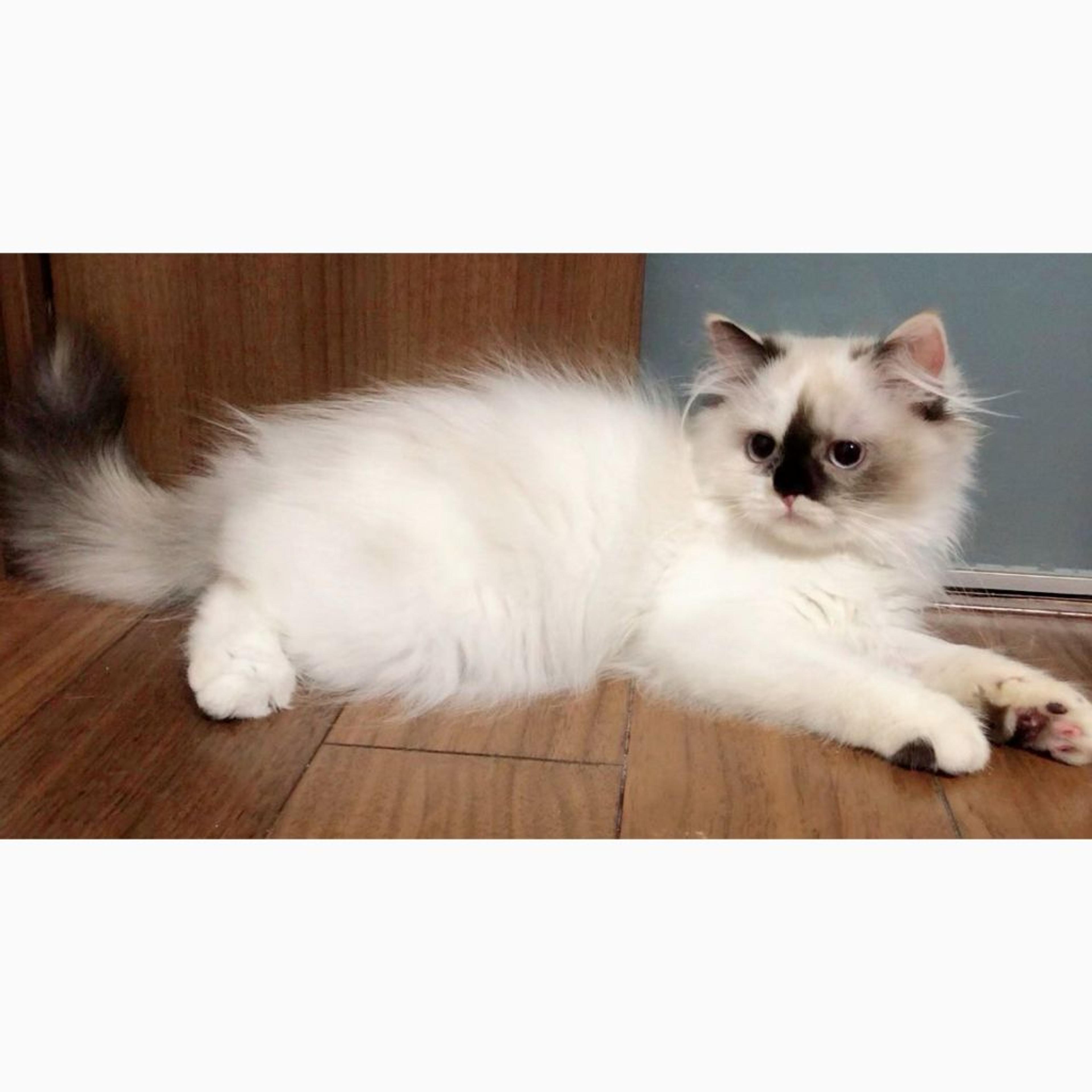 pet-image-2