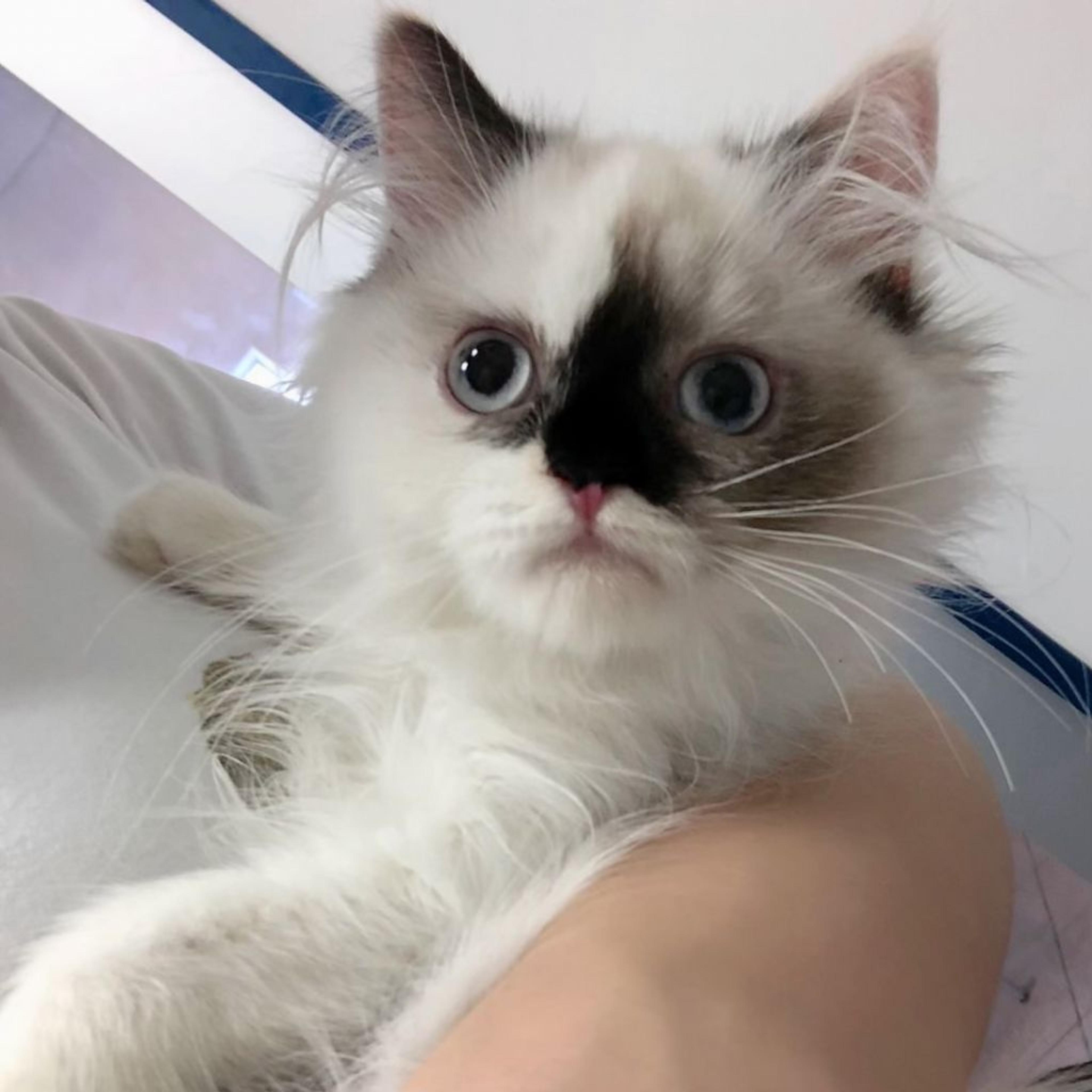 pet-image-5