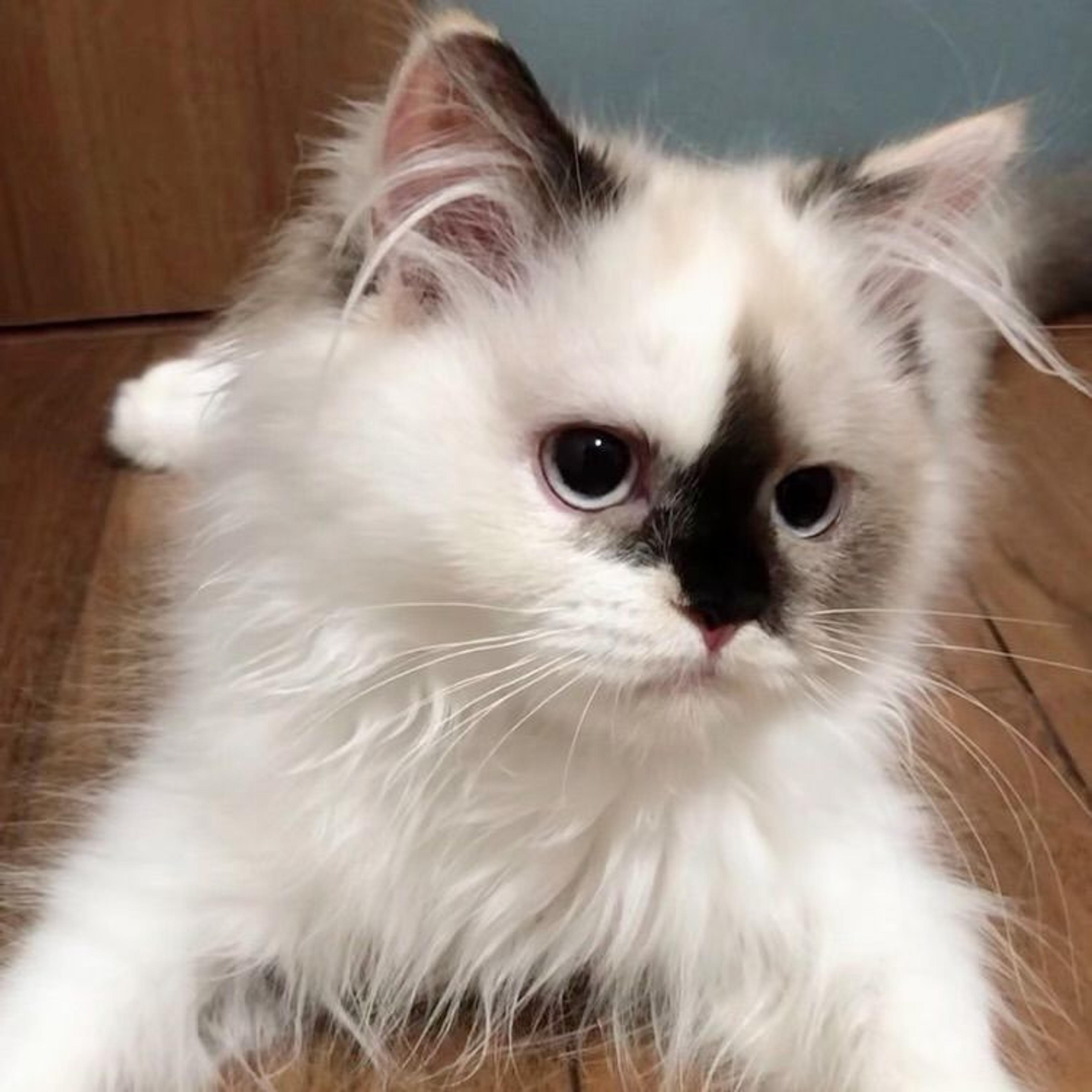 pet-image-8
