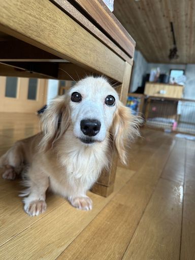 ノーマ