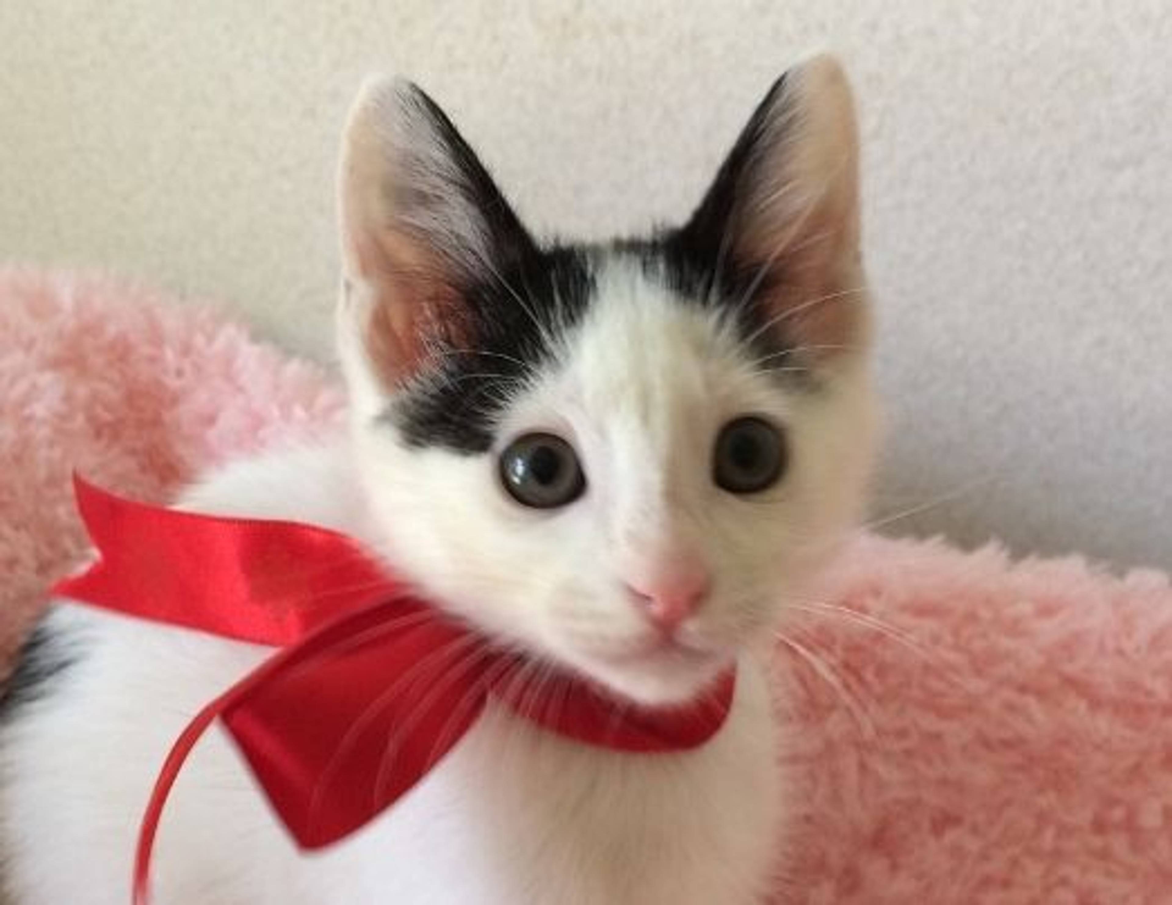 雑種（ミックス猫）・オスの里親募集の写真