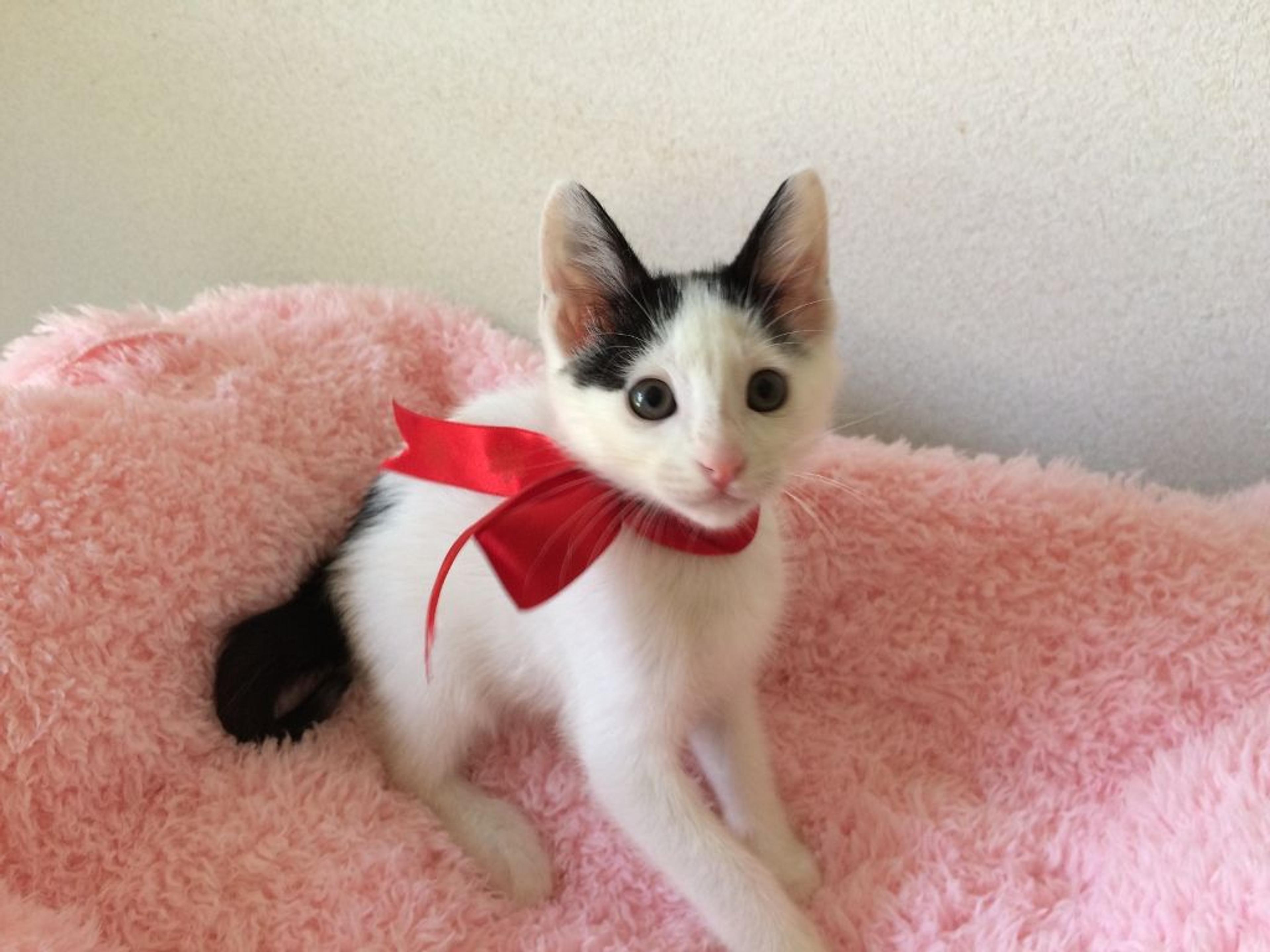 pet-image-3