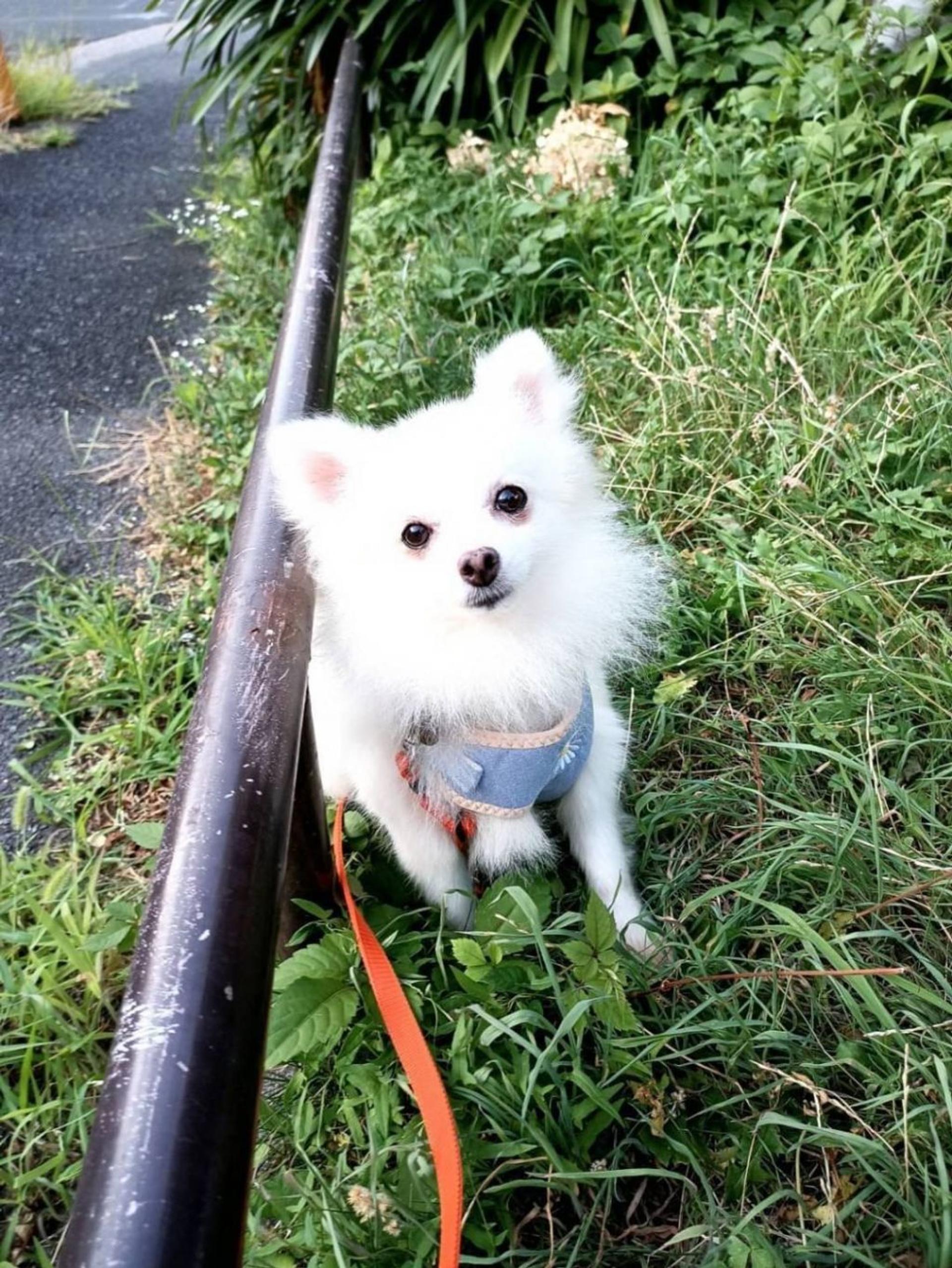 pet-image-2