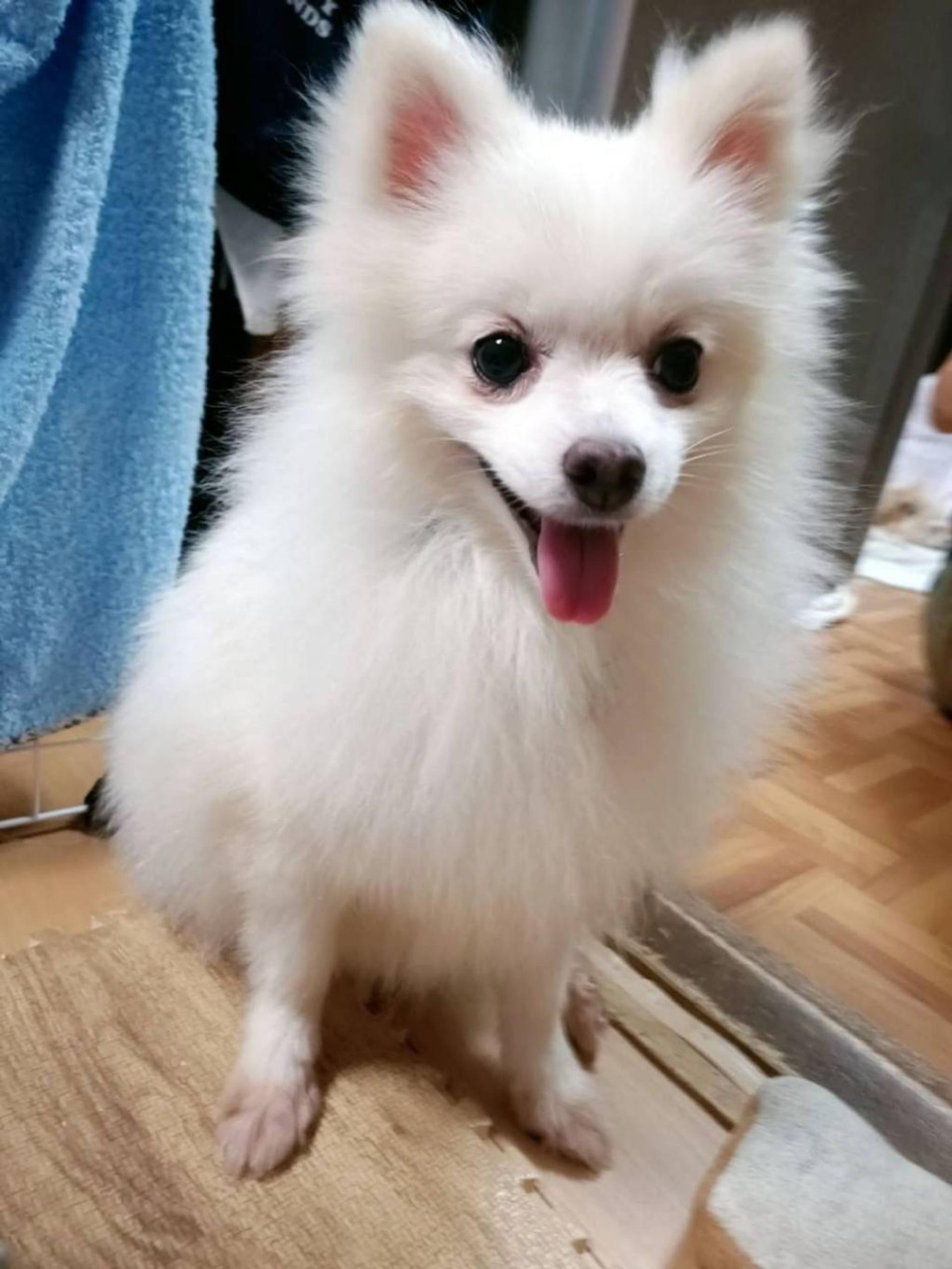 pet-image-3