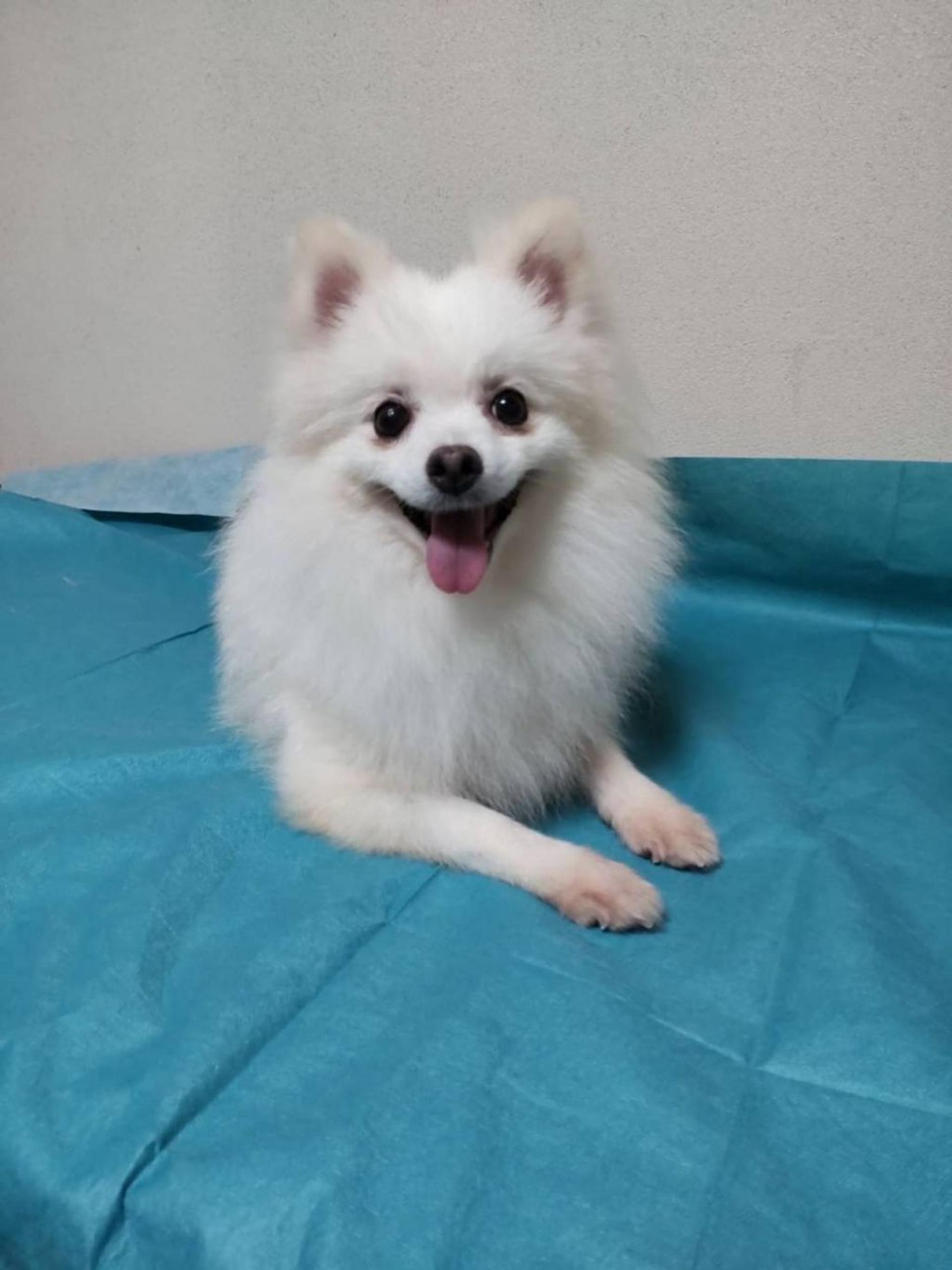 pet-image-4