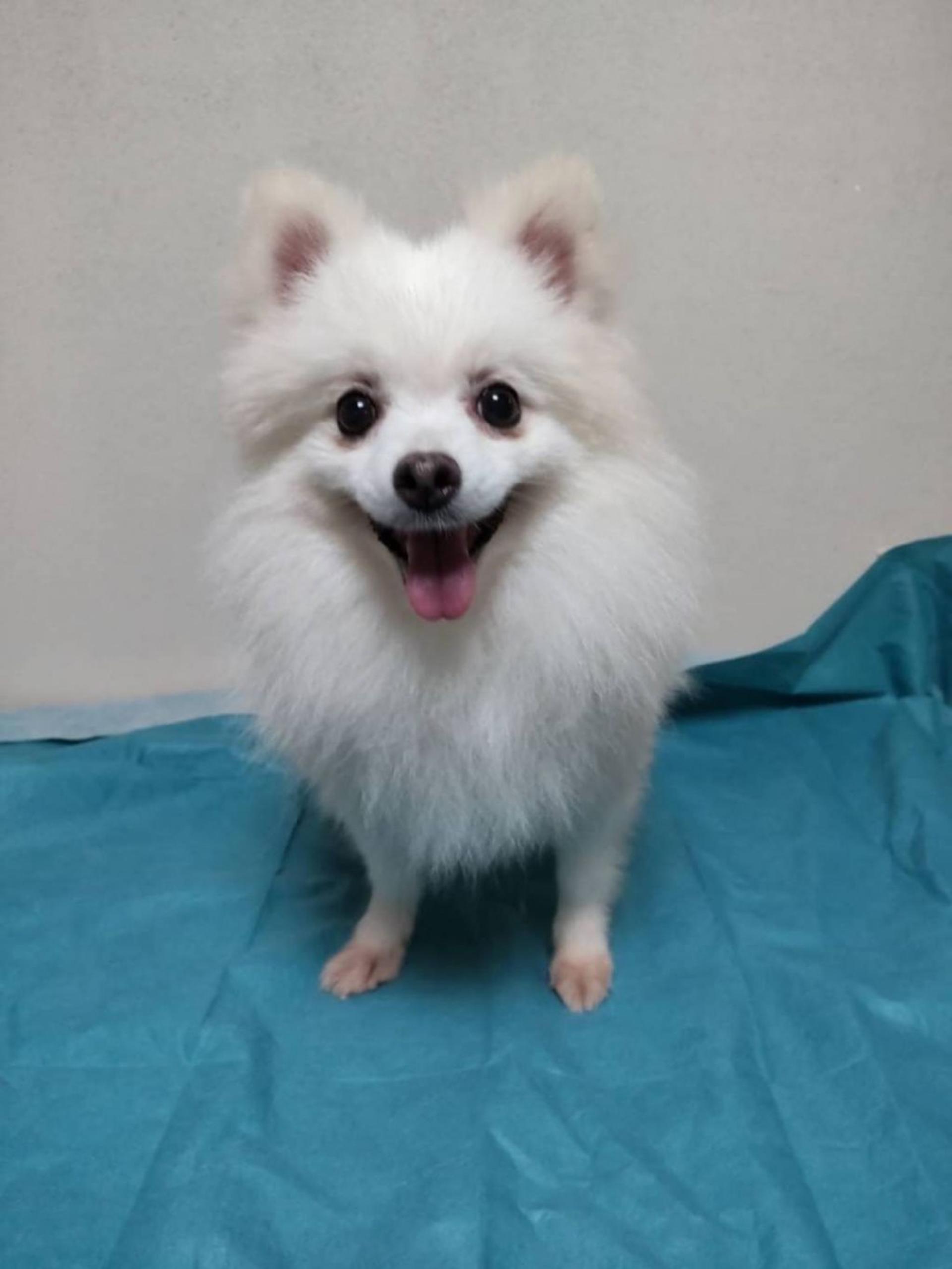 pet-image-5