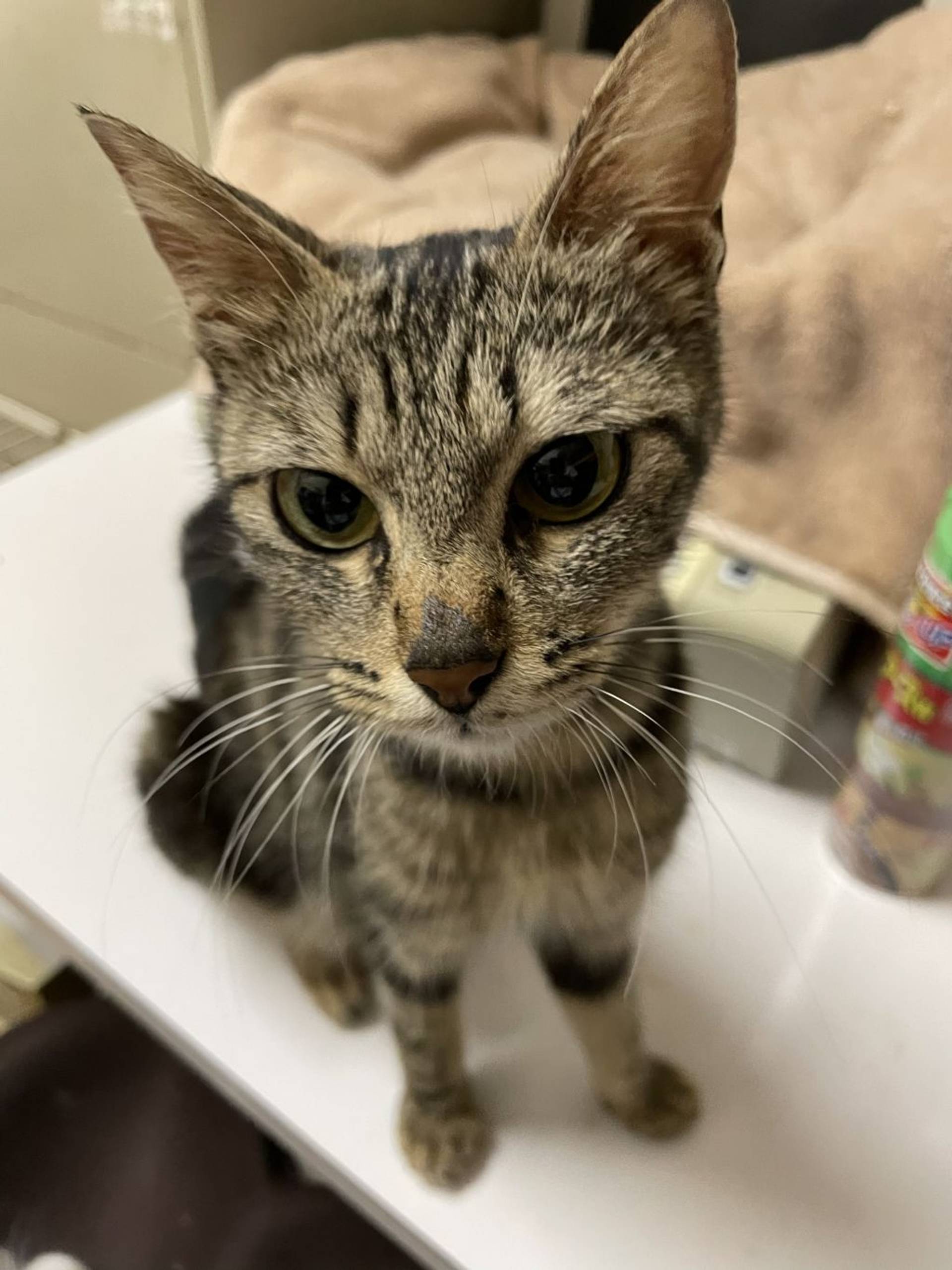 雑種（ミックス猫）・メスの里親募集の写真