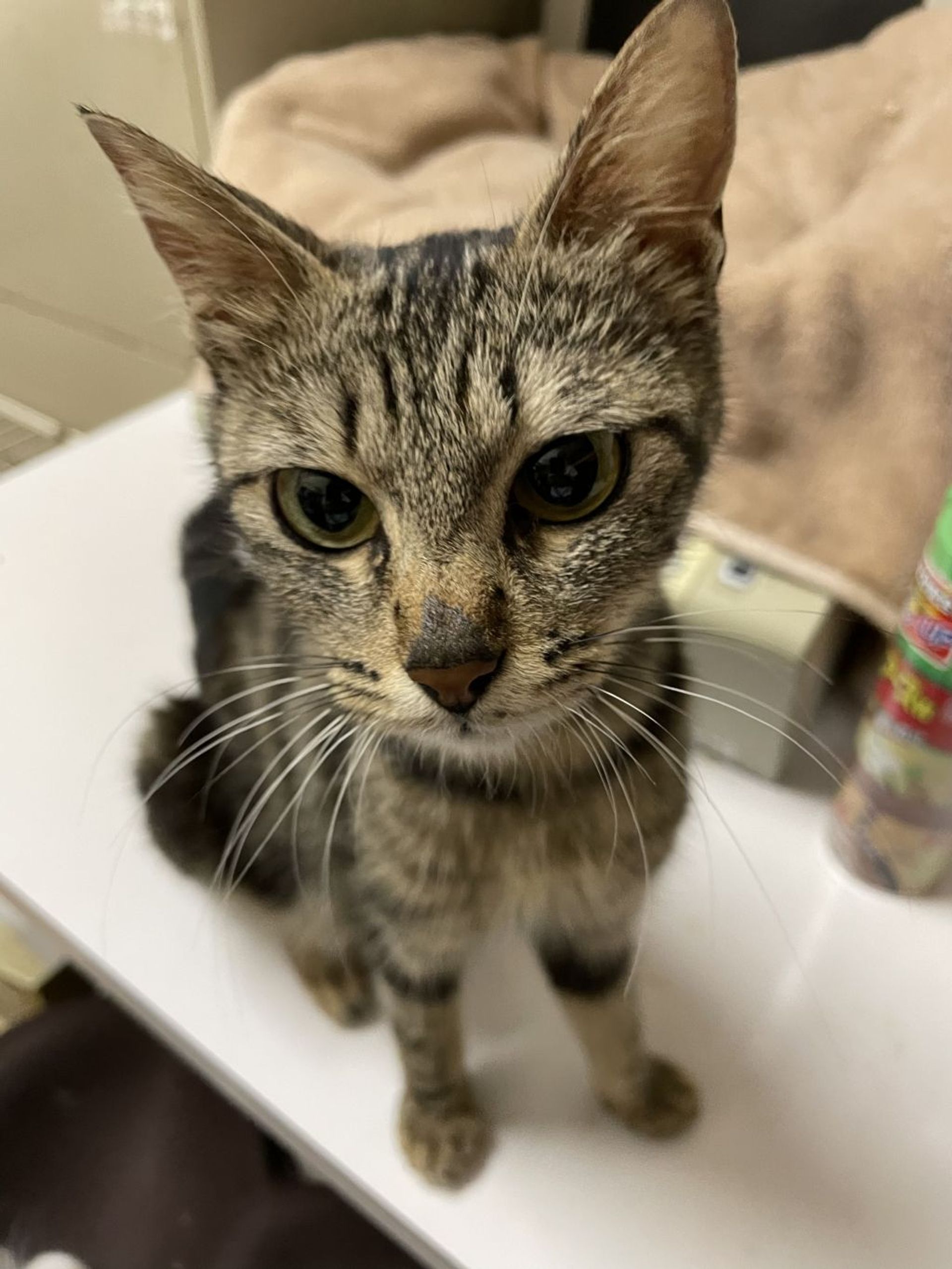 雑種（ミックス猫）・メスの里親募集の写真