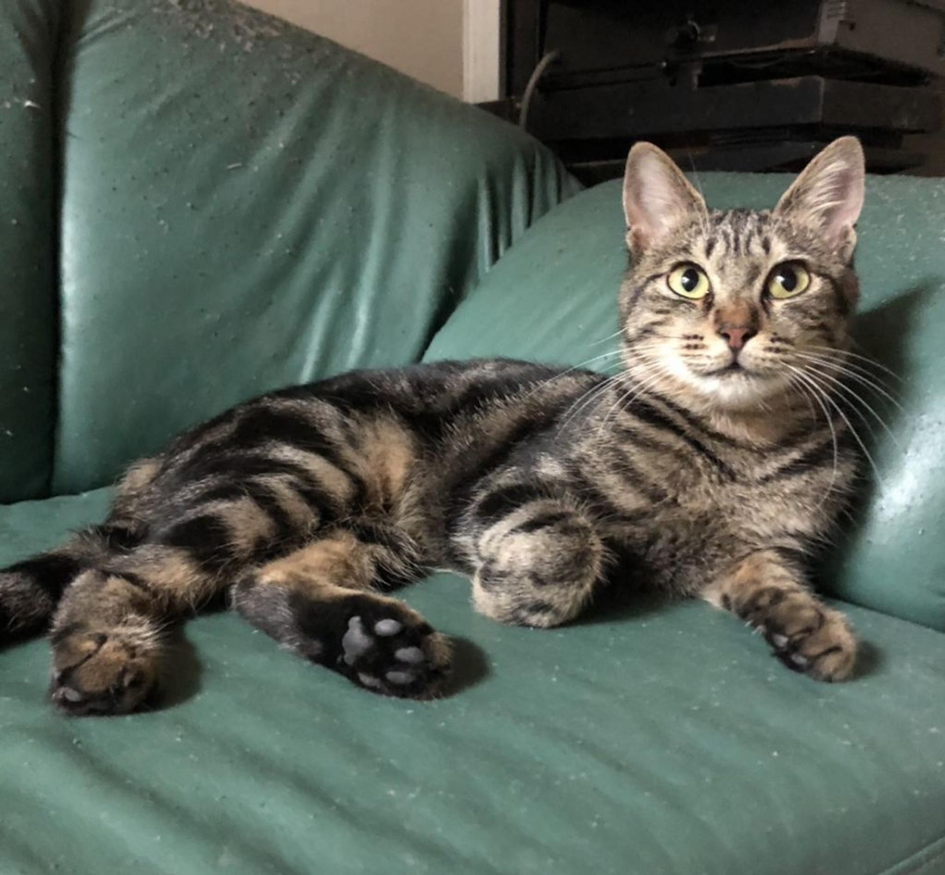 pet-image-2