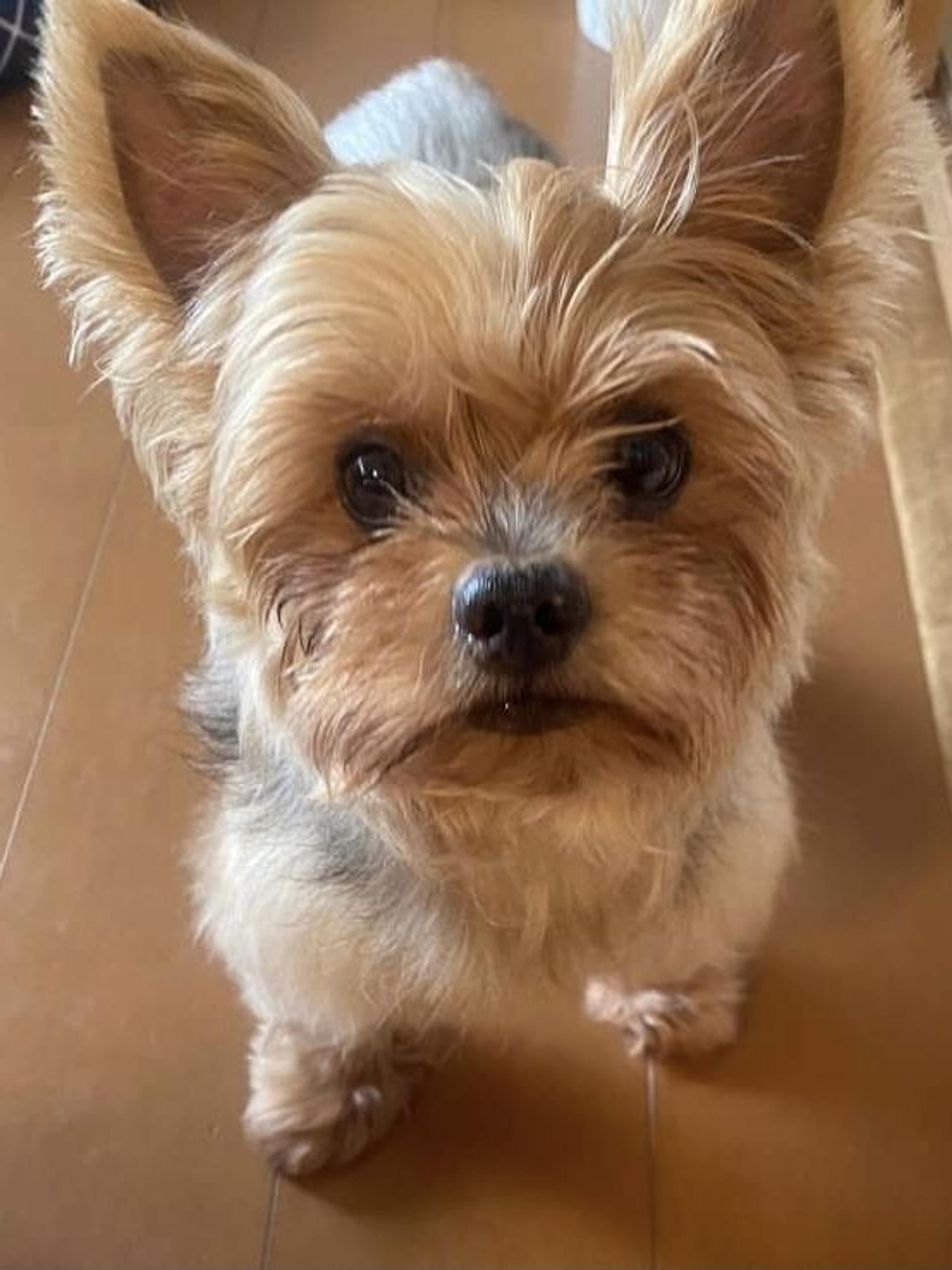 pet-image-3