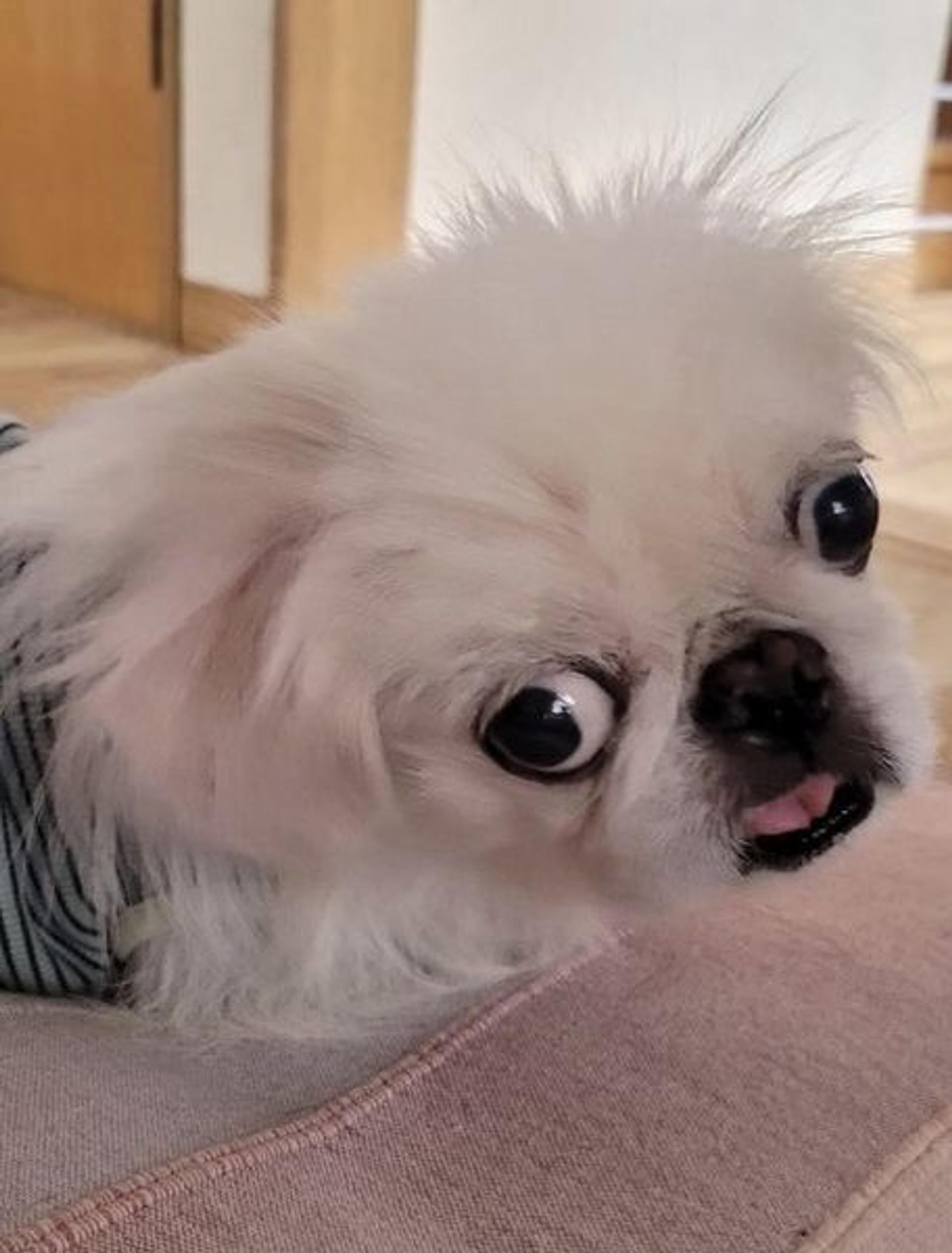 pet-image-3