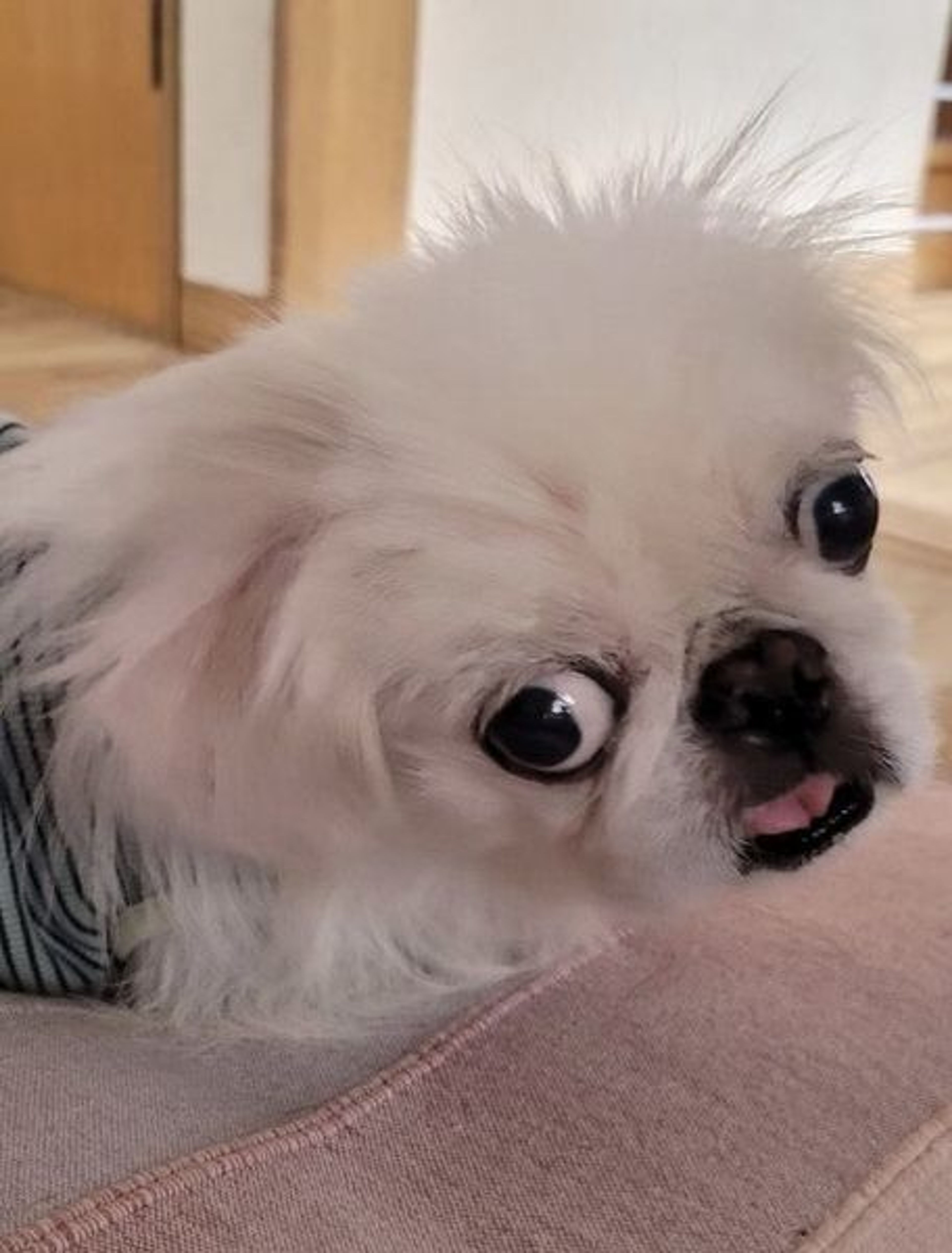 pet-image-3
