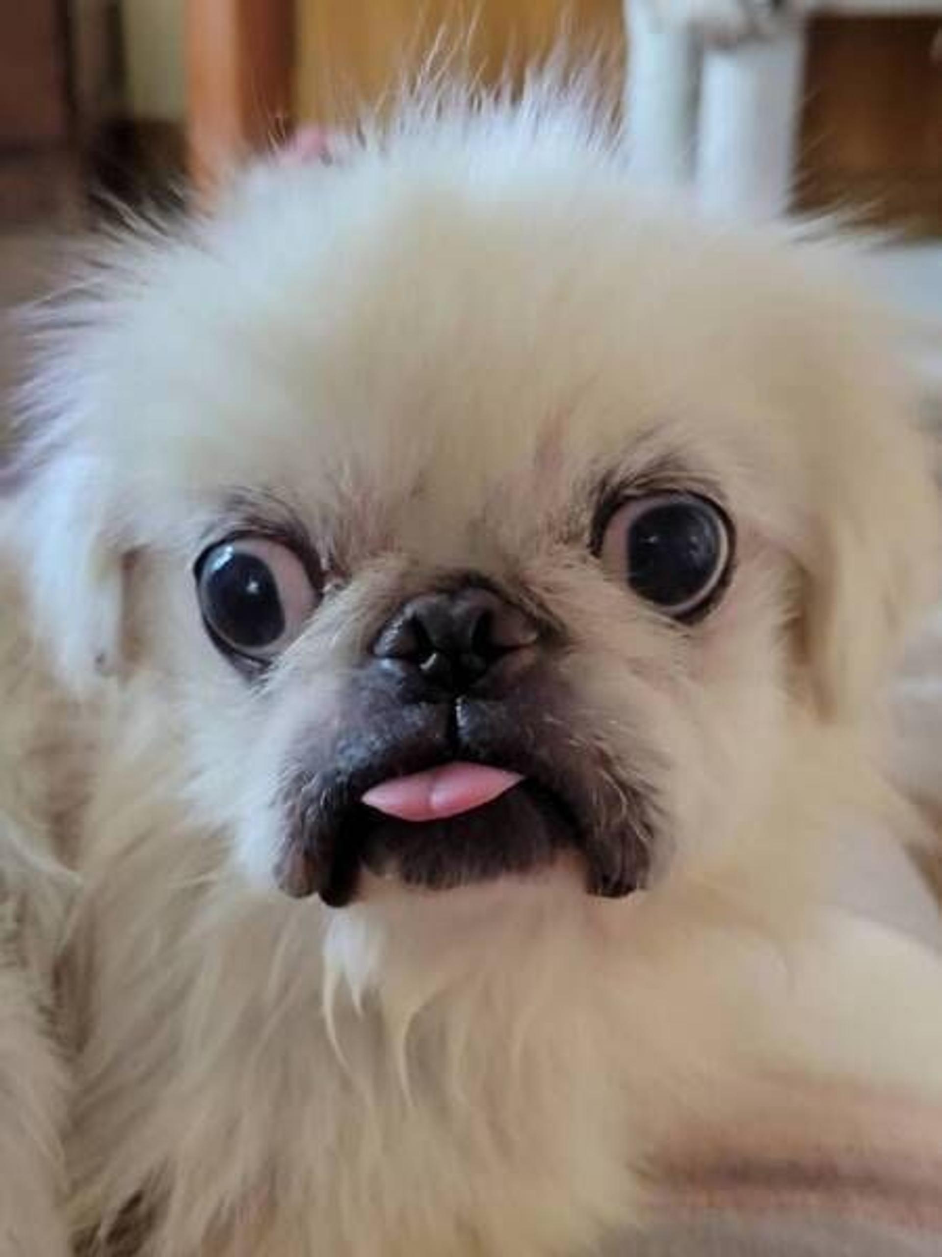 pet-image-4