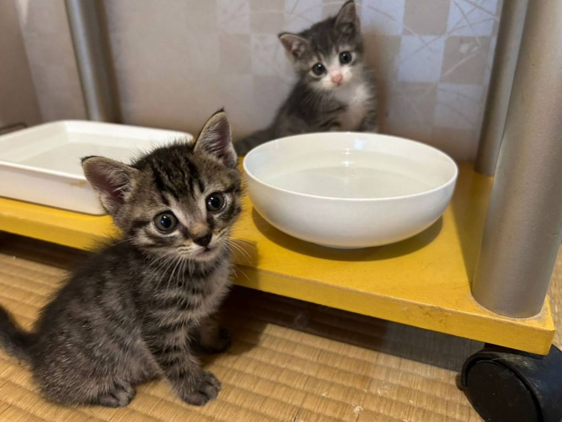 雑種（ミックス猫）・オスの里親募集の写真