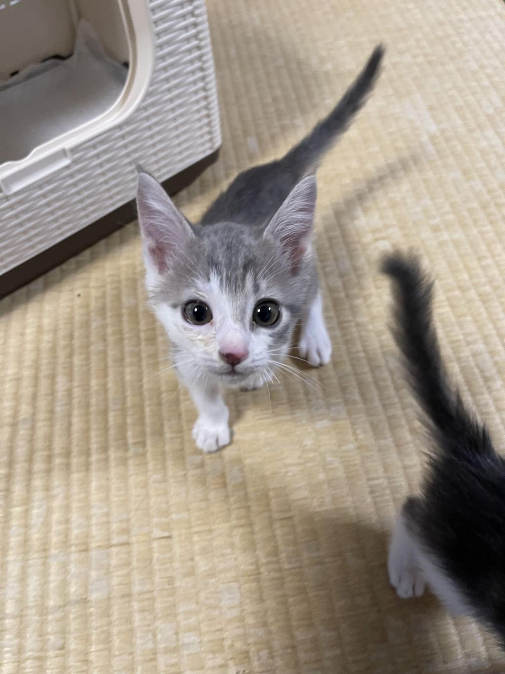 pet-image-2