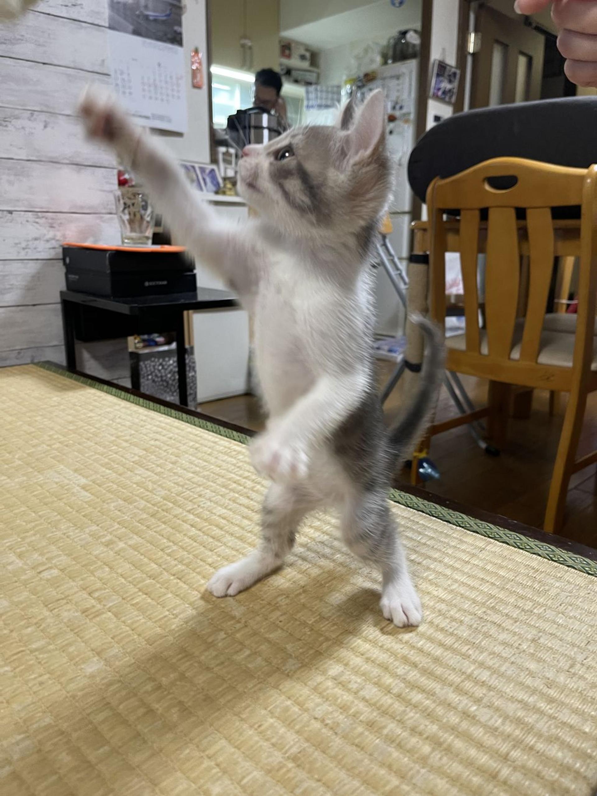 pet-image-3