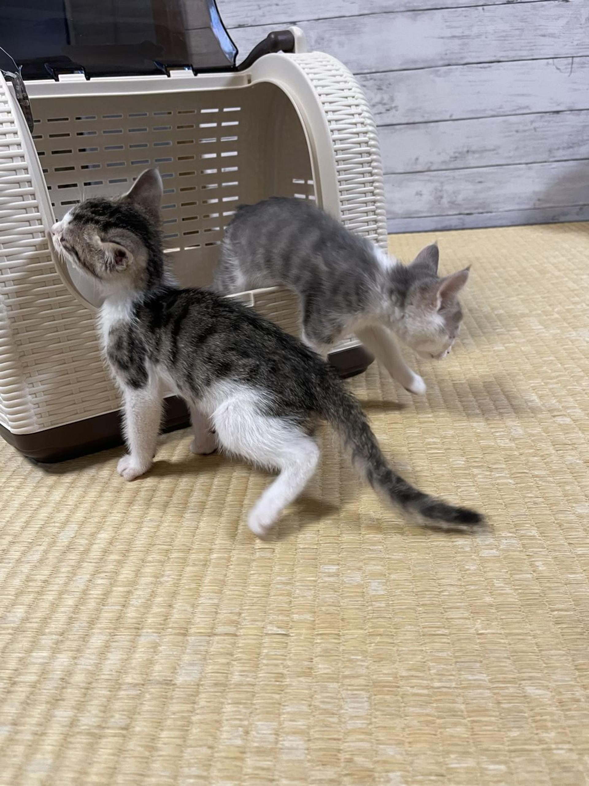 pet-image-5