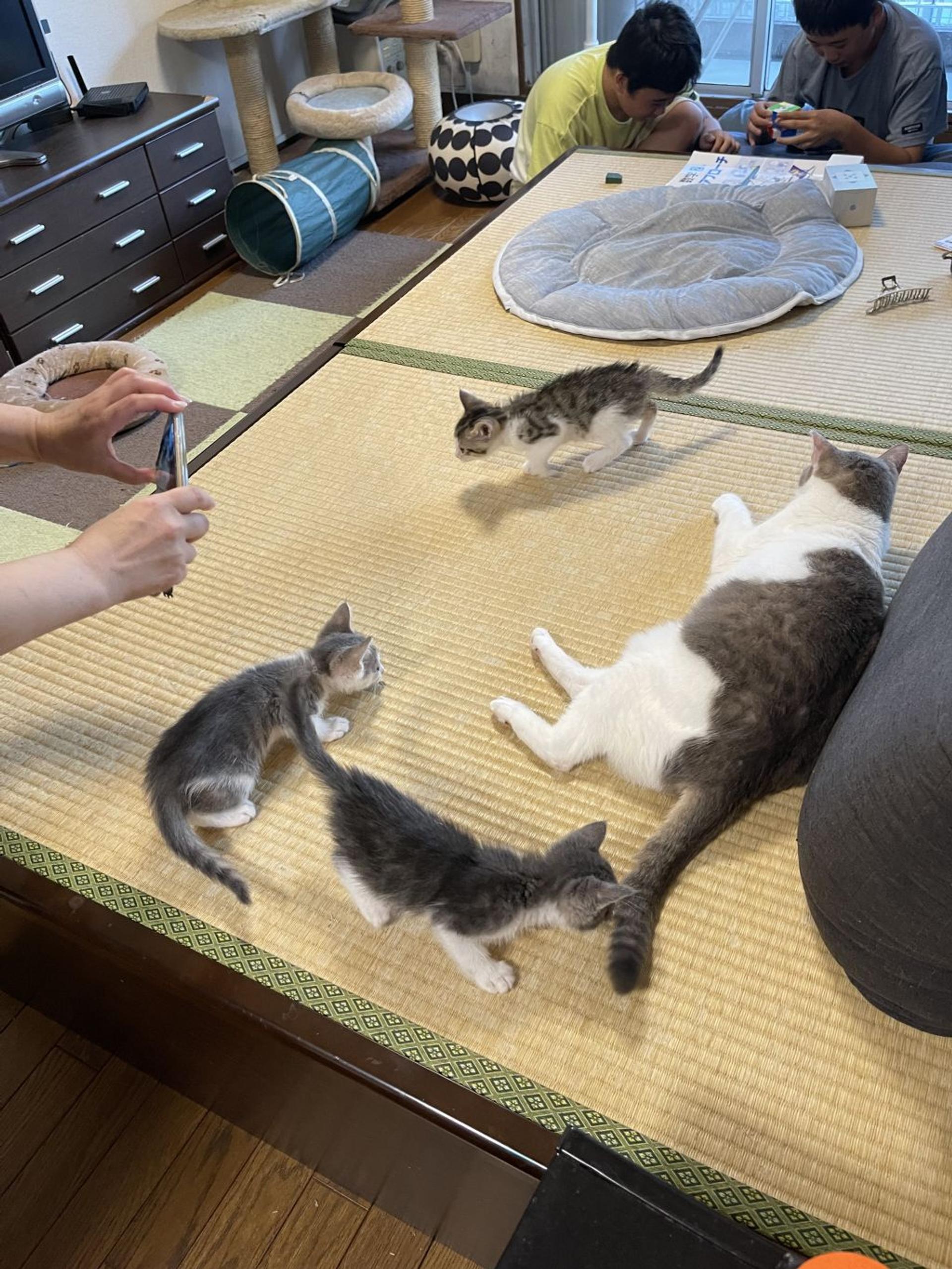 pet-image-6