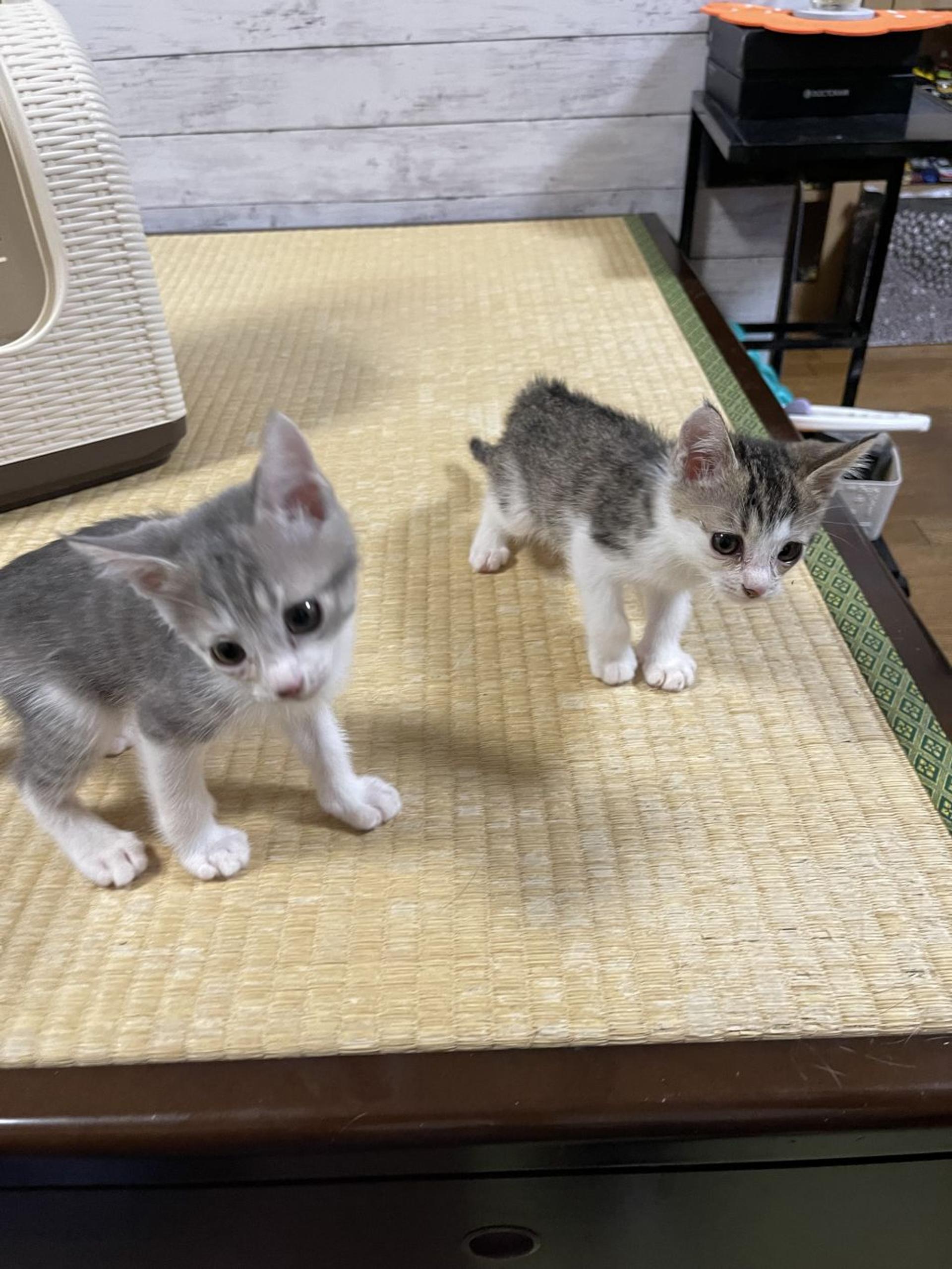 pet-image-7