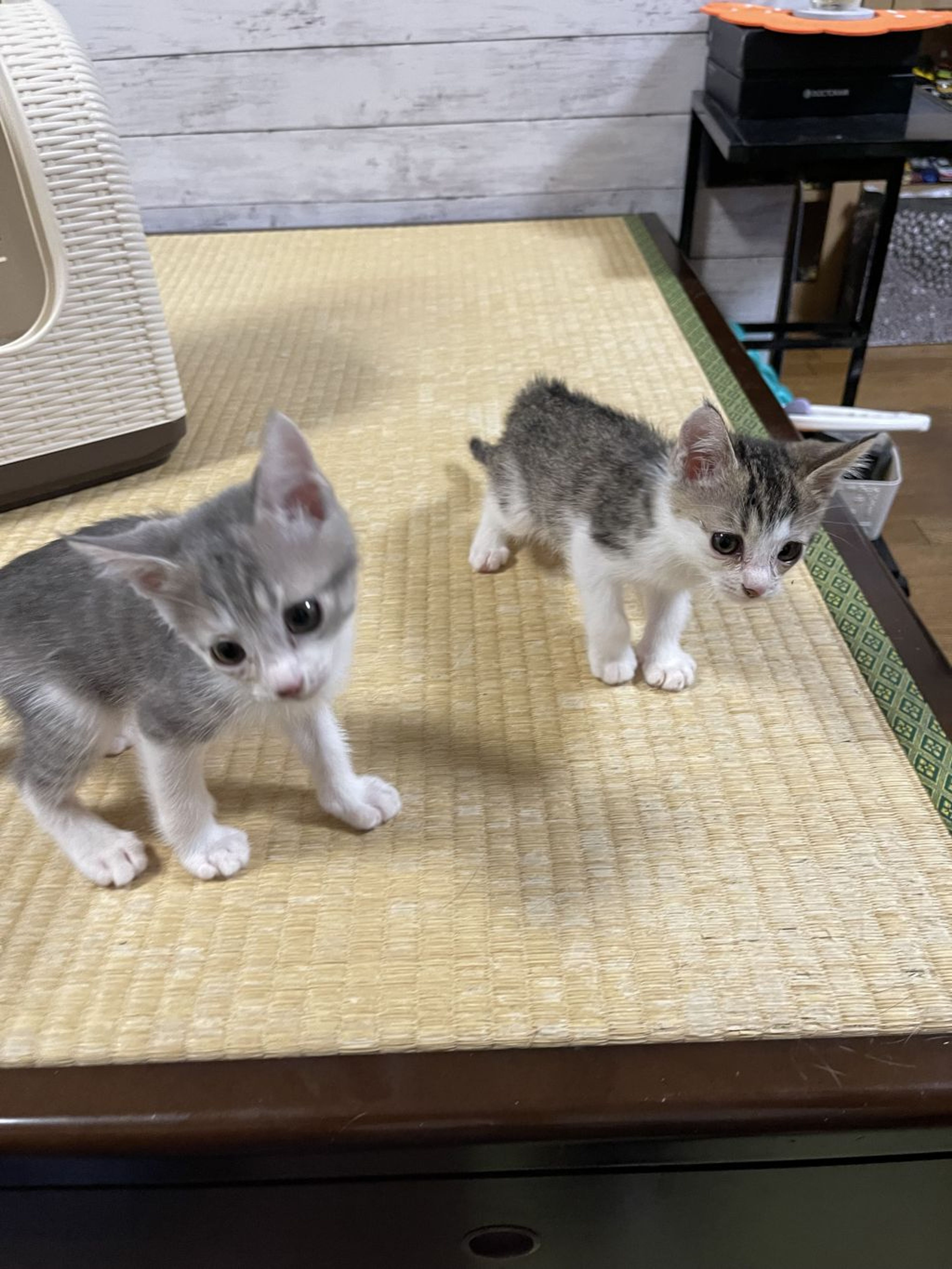 pet-image-7