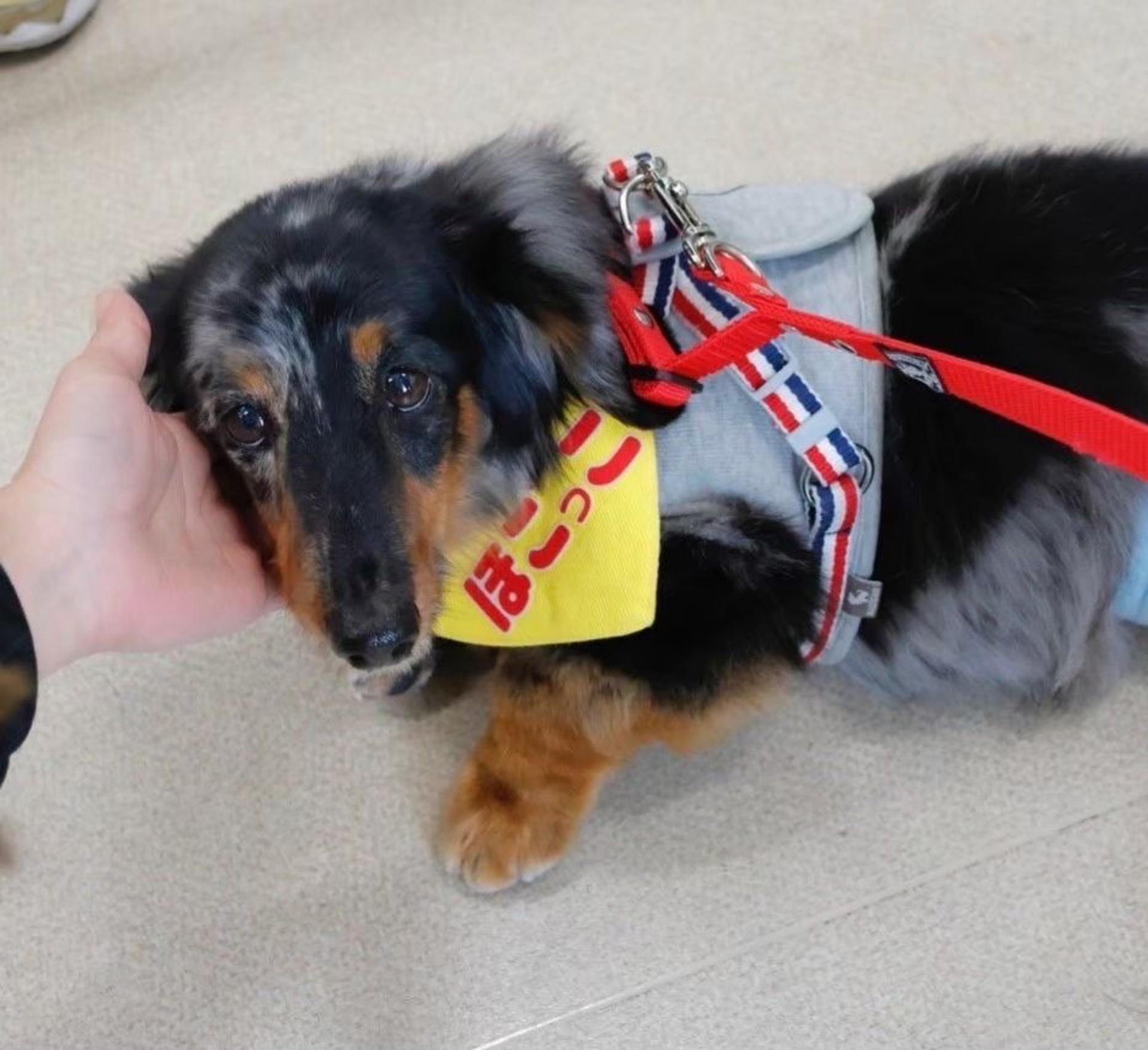 pet-image-7