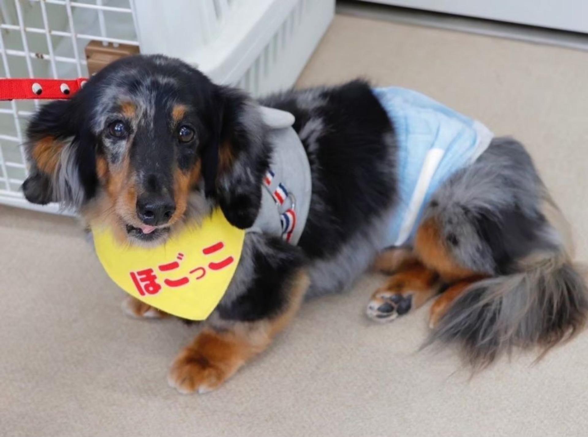 pet-image-8