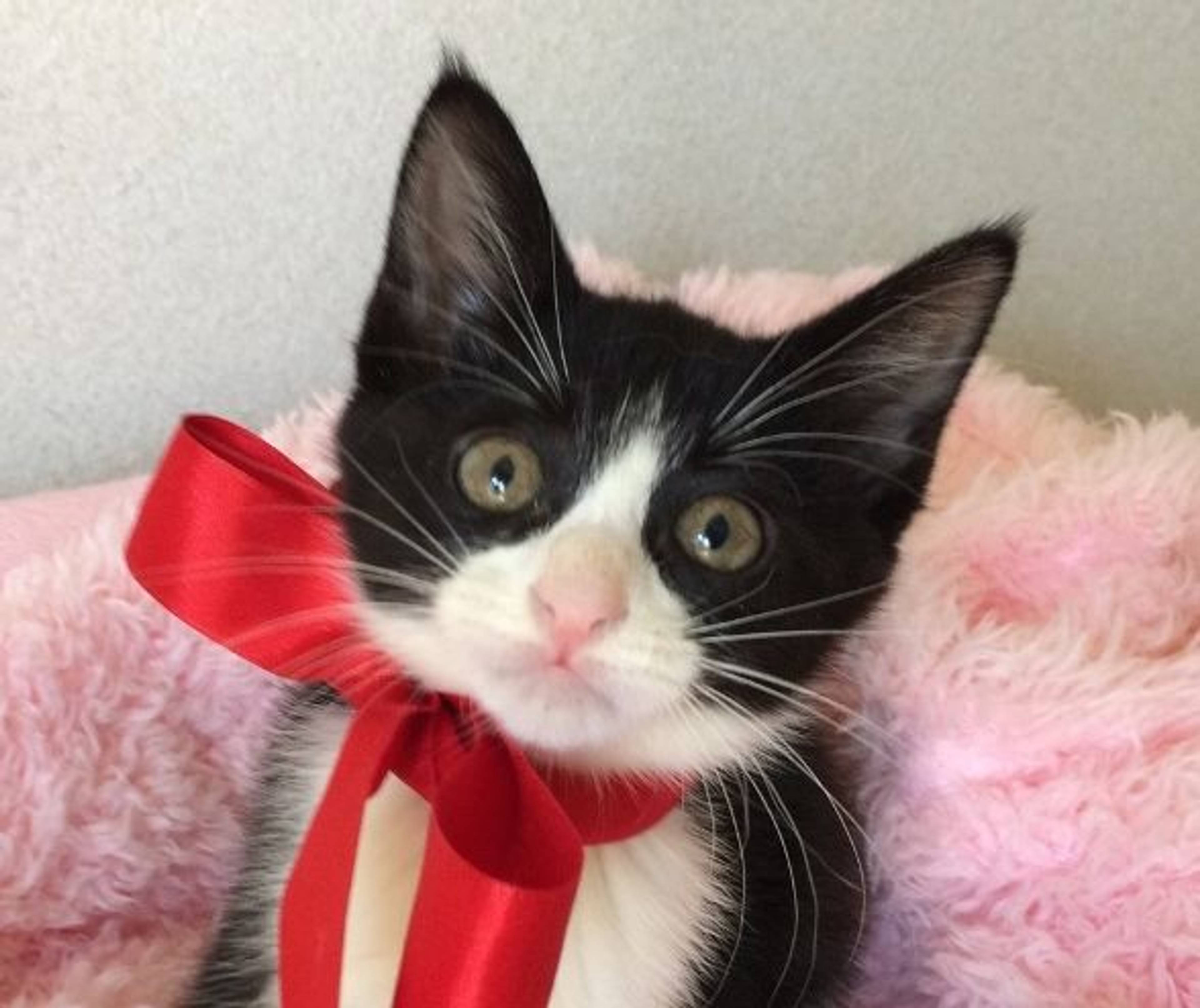 雑種（ミックス猫）・メスの里親募集の写真