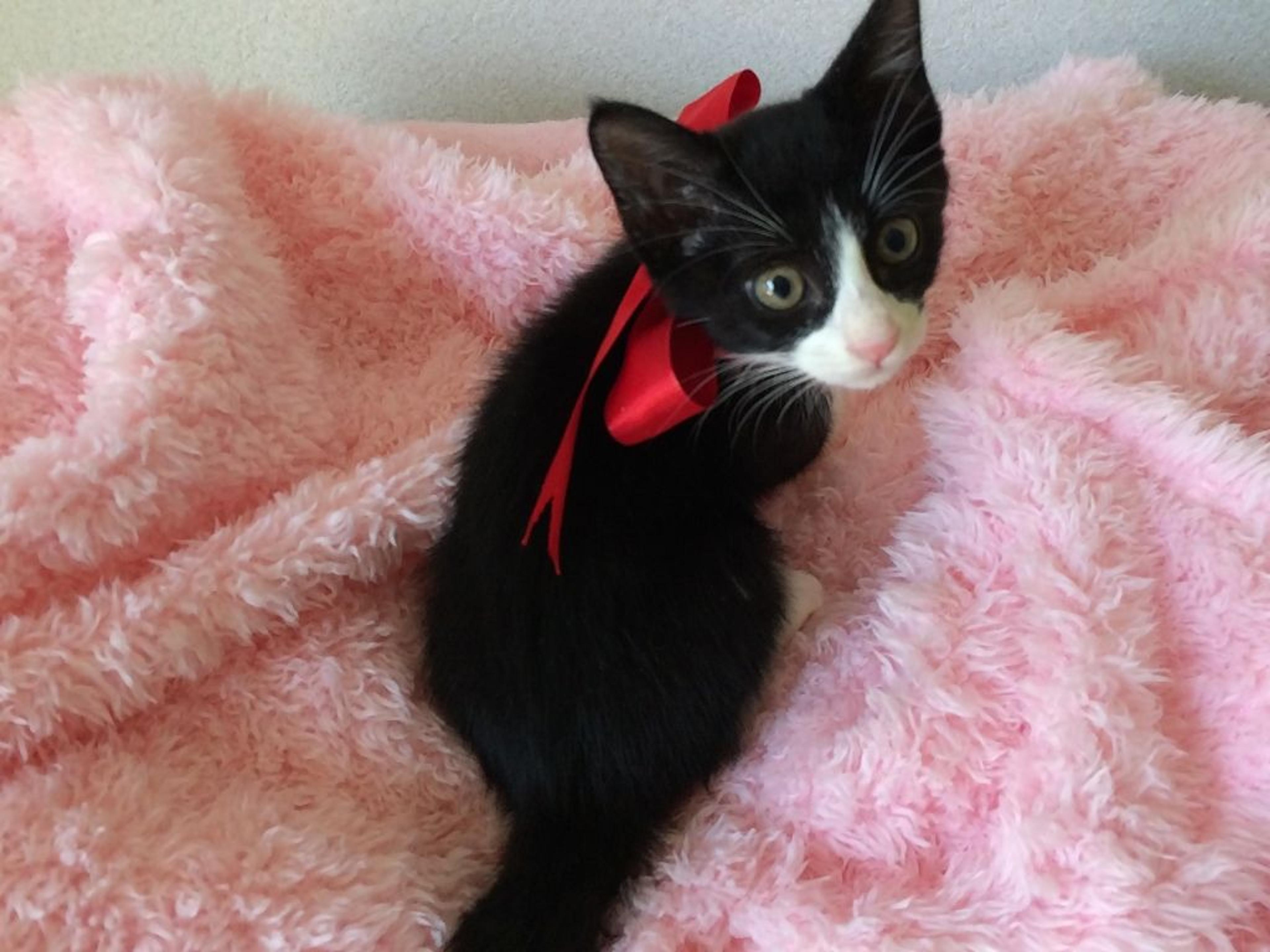 pet-image-3