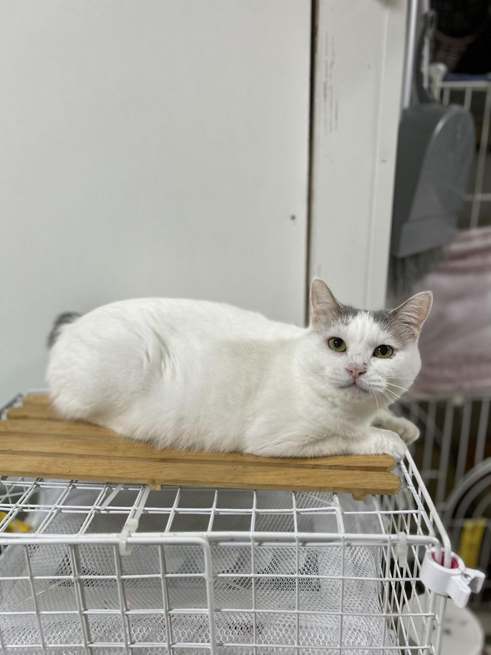 pet-image-2
