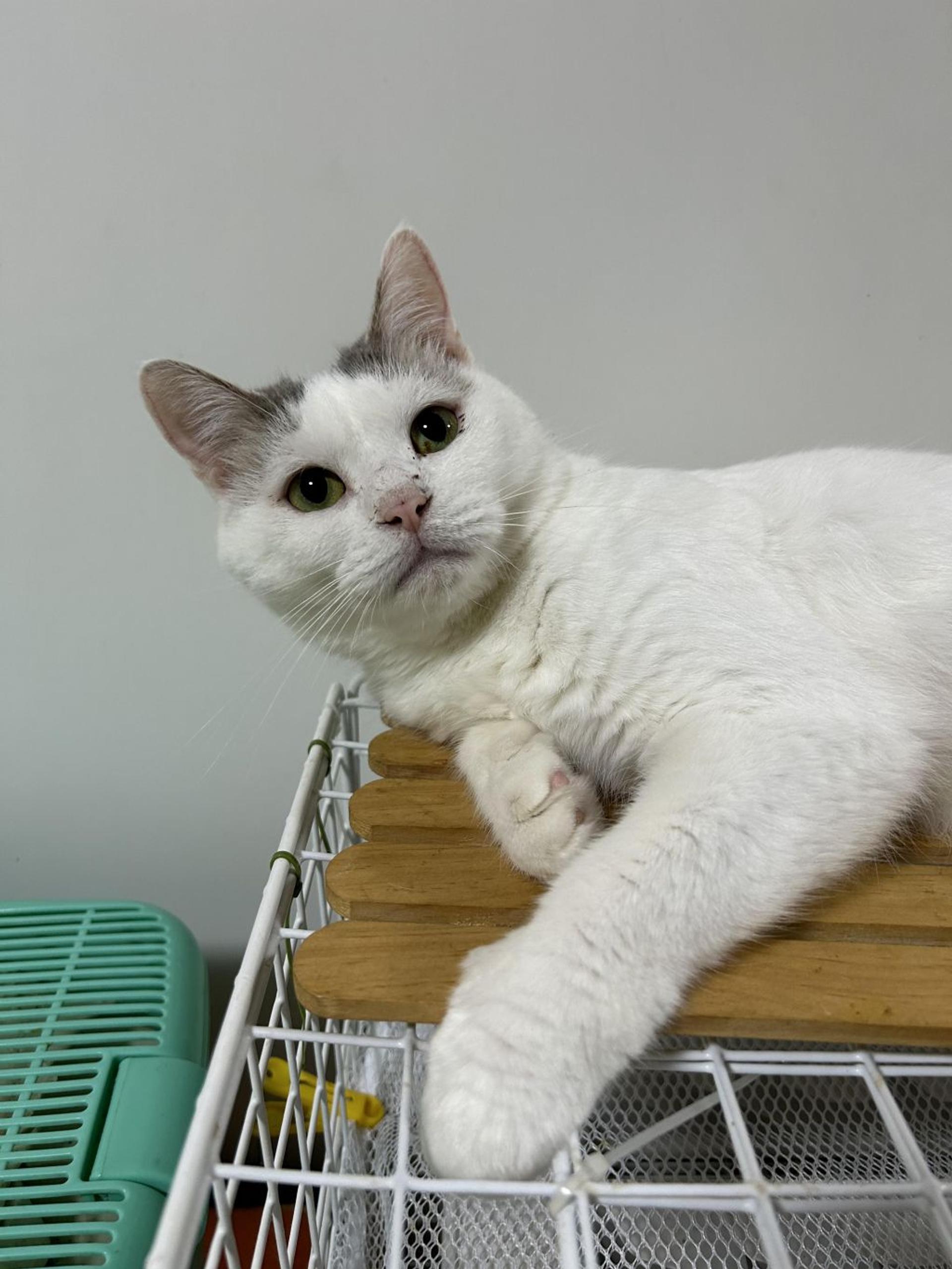 pet-image-4
