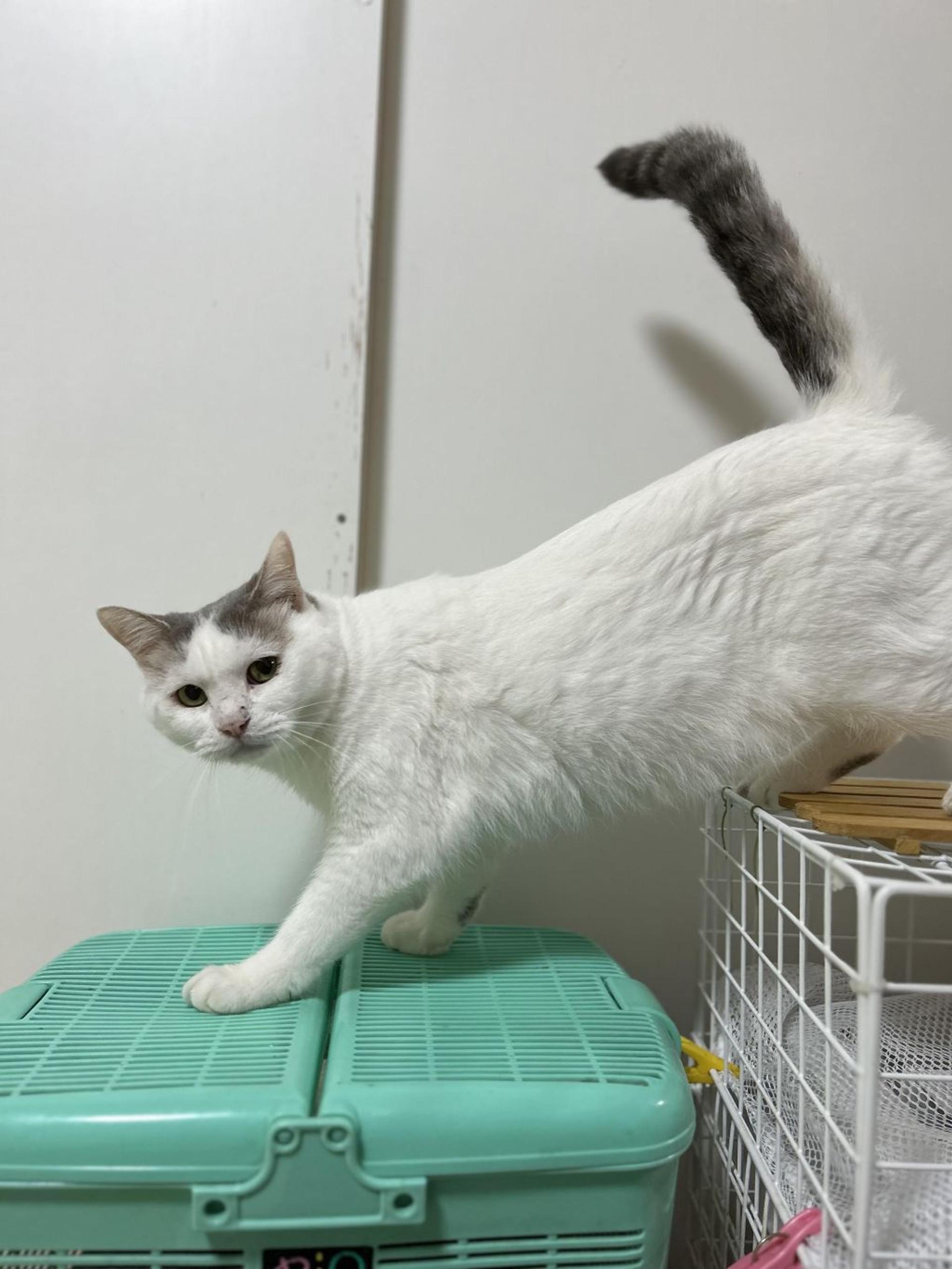 pet-image-5
