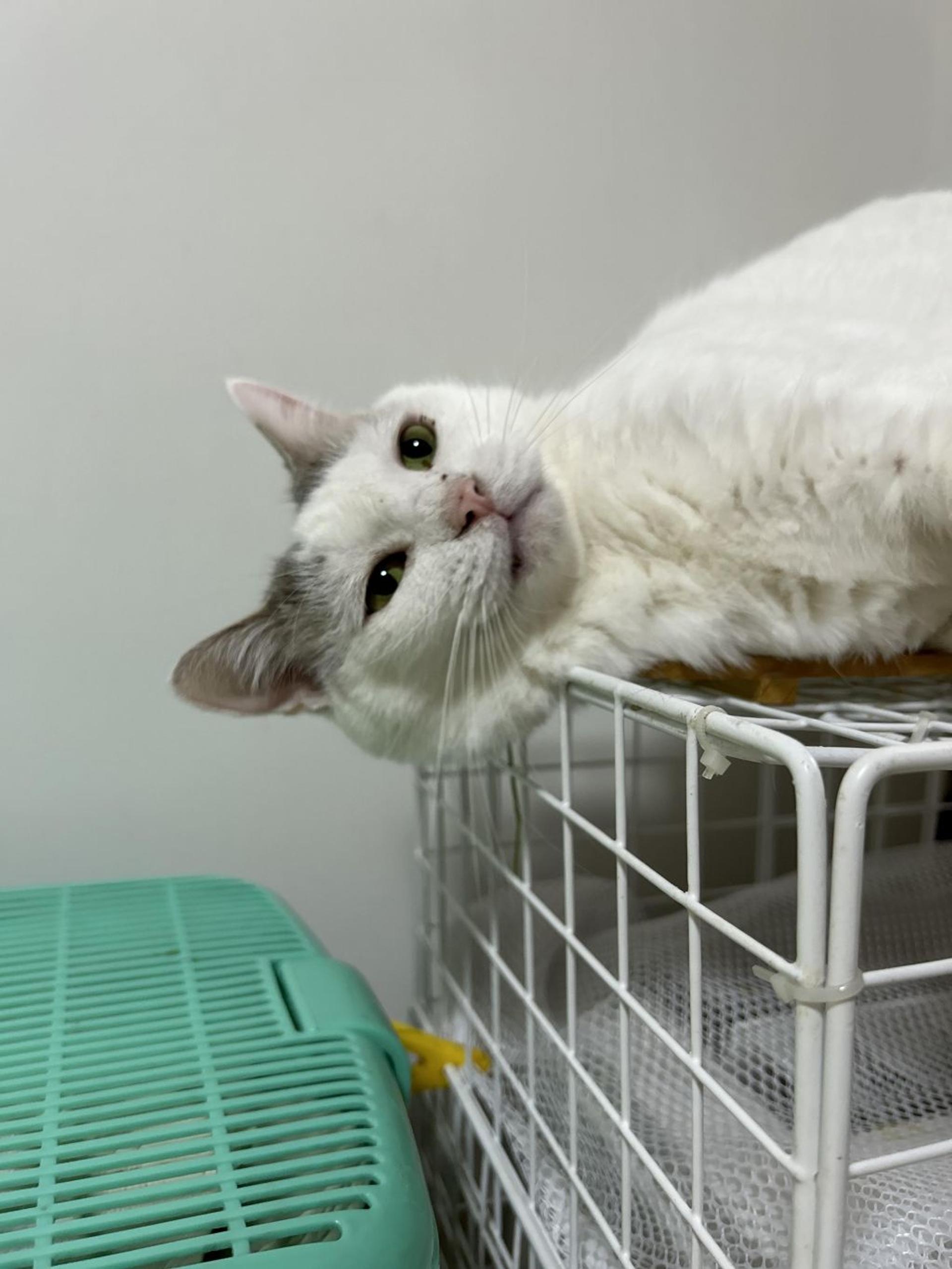 pet-image-6